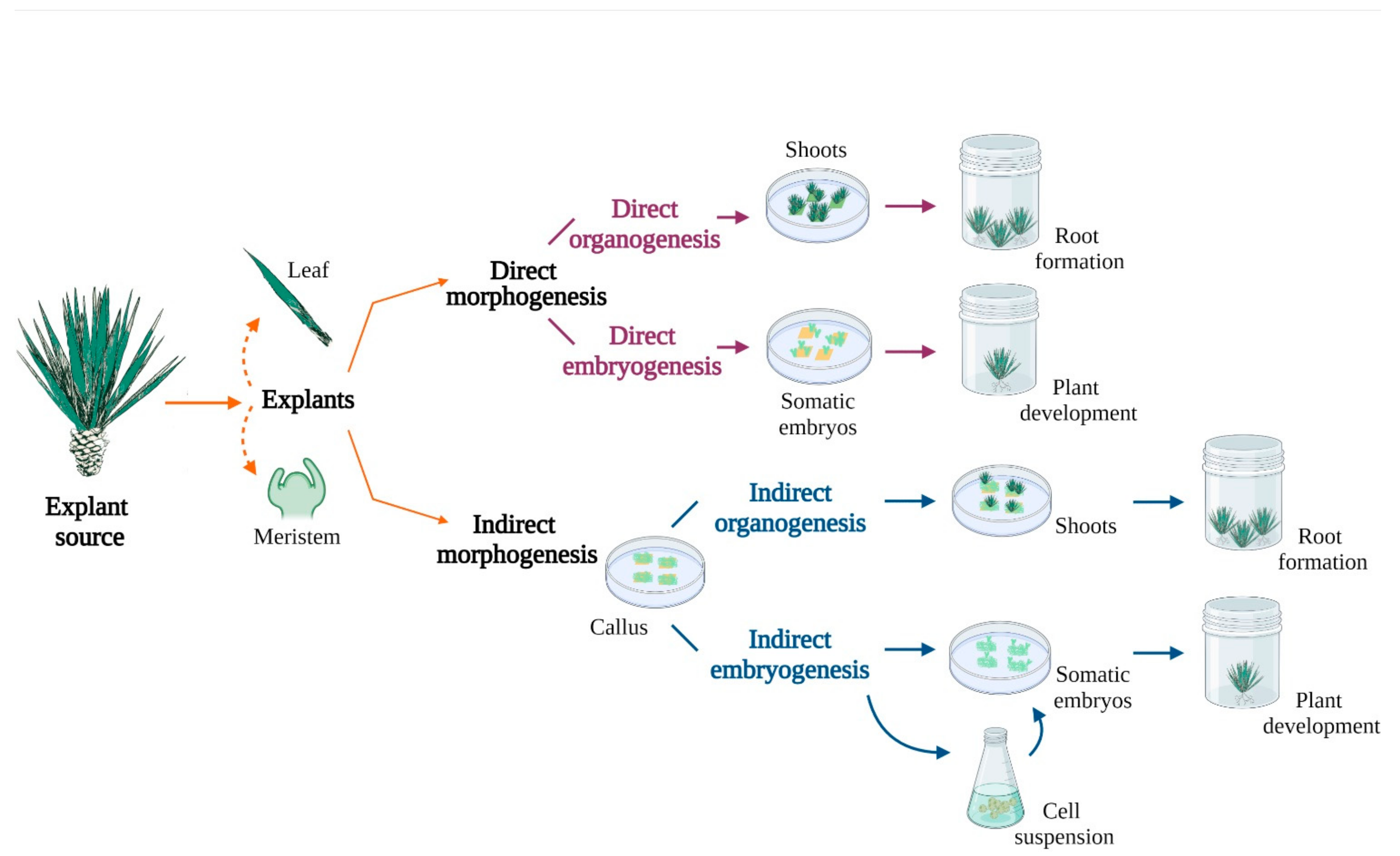 Plants 11 01757 g001 Plants 11 01757 g001