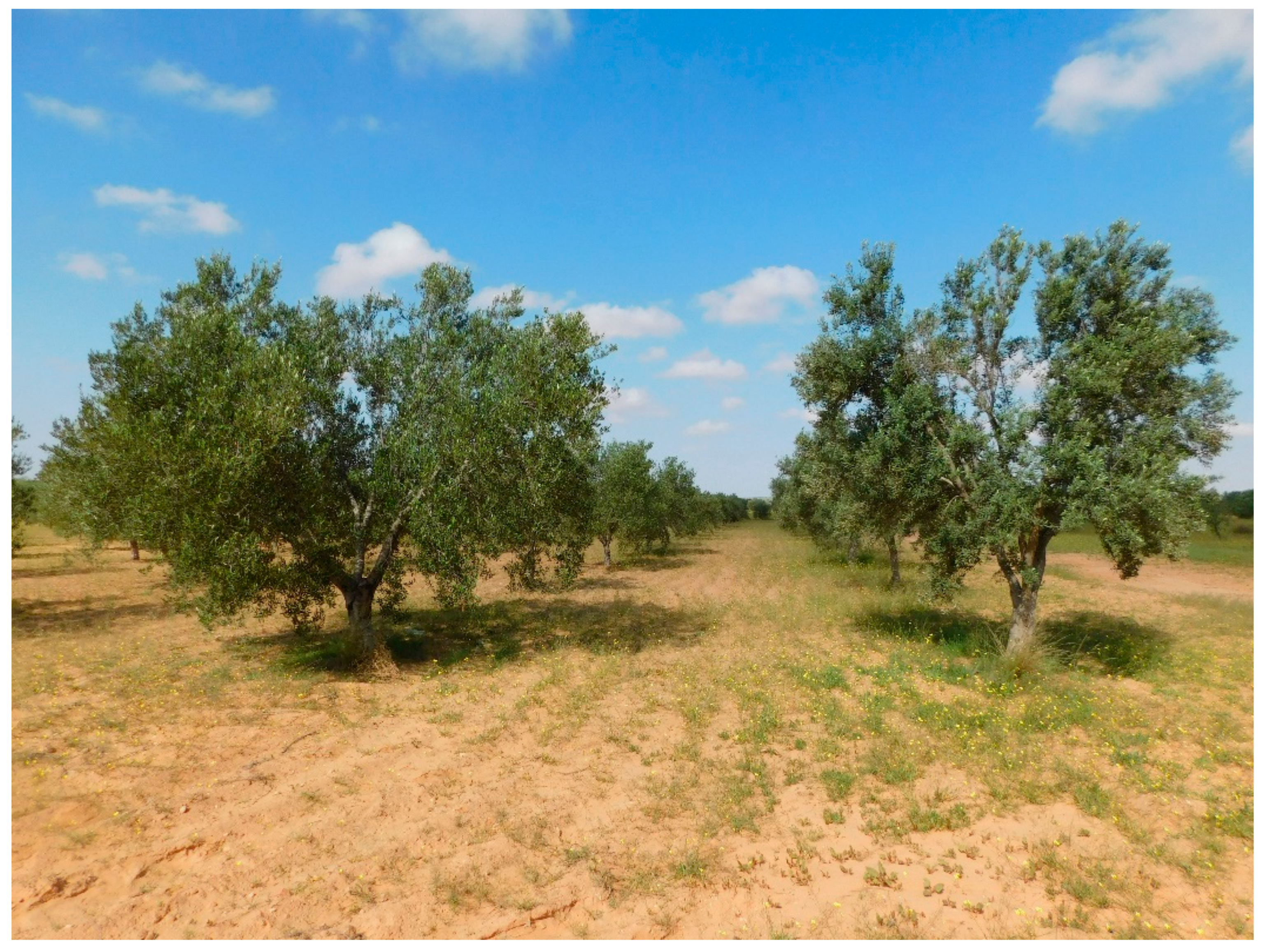 Plants 11 01759 g004 550