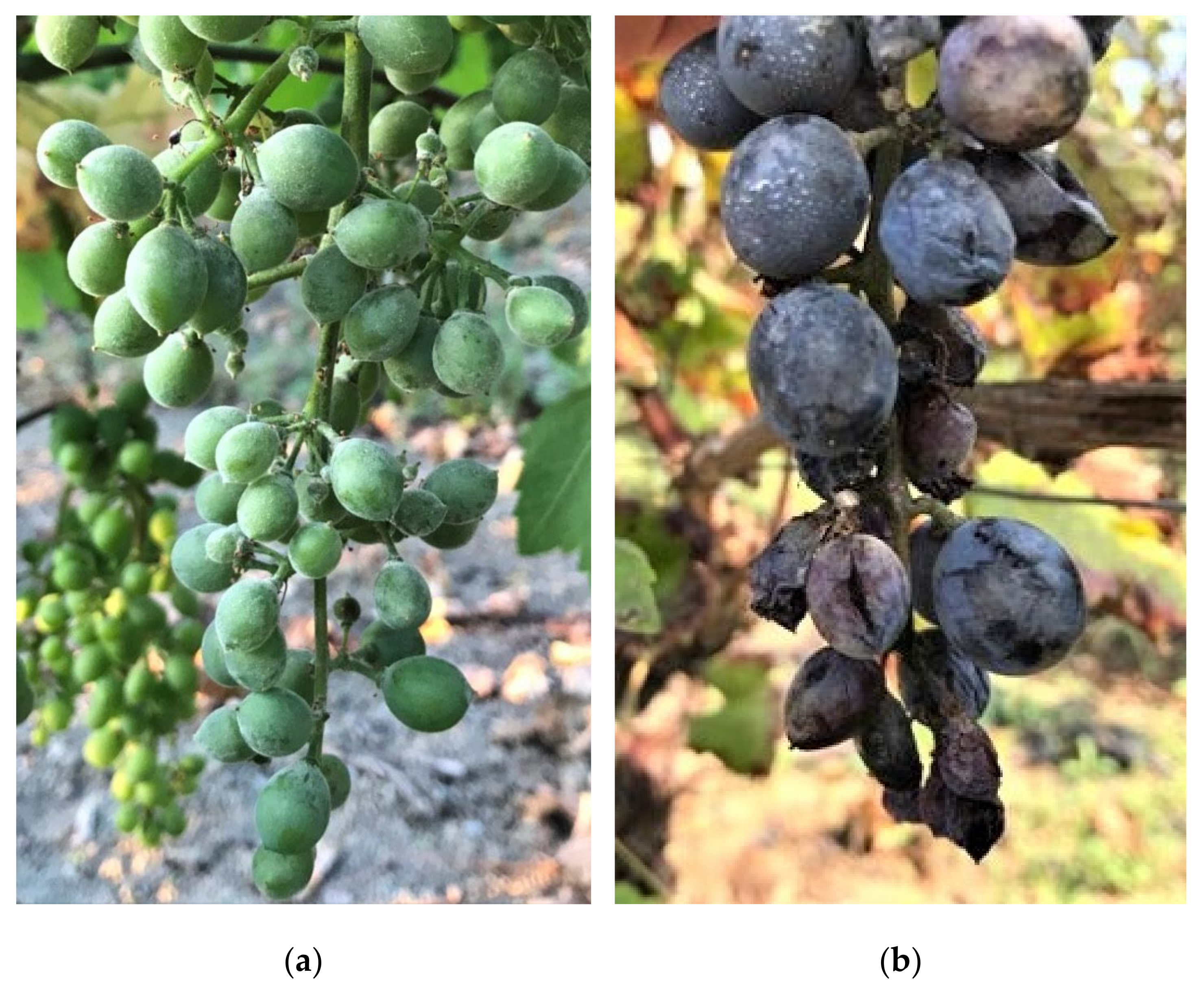 Plants 11 01763 g002 Plants 11 01763 g002