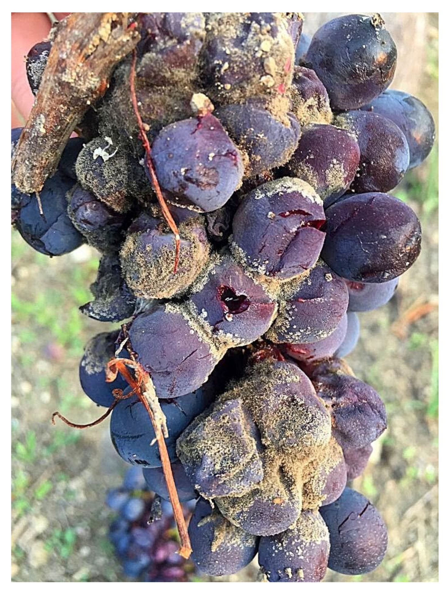 Plants 11 01763 g003 Plants 11 01763 g003