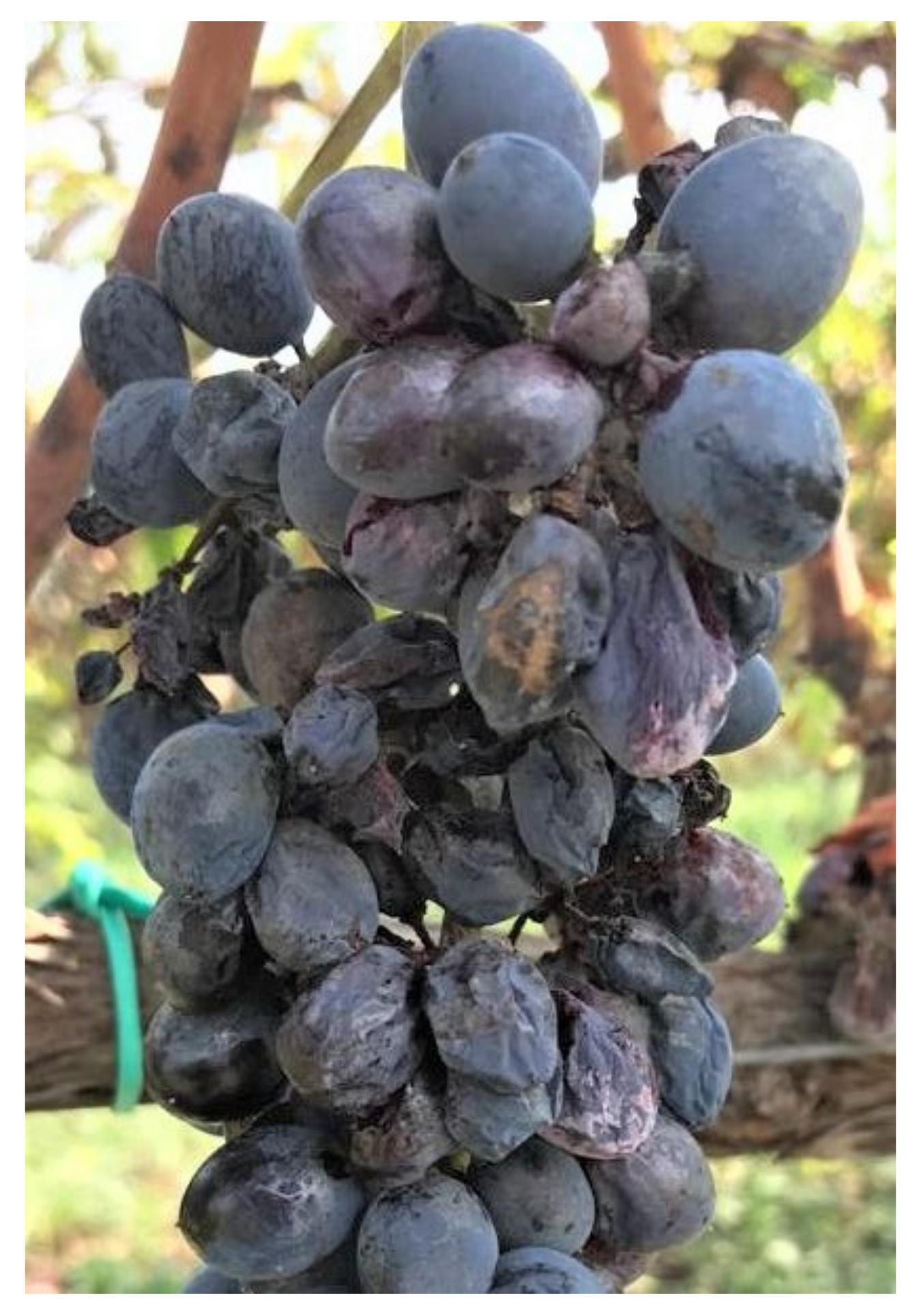 Plants 11 01763 g004 Plants 11 01763 g004