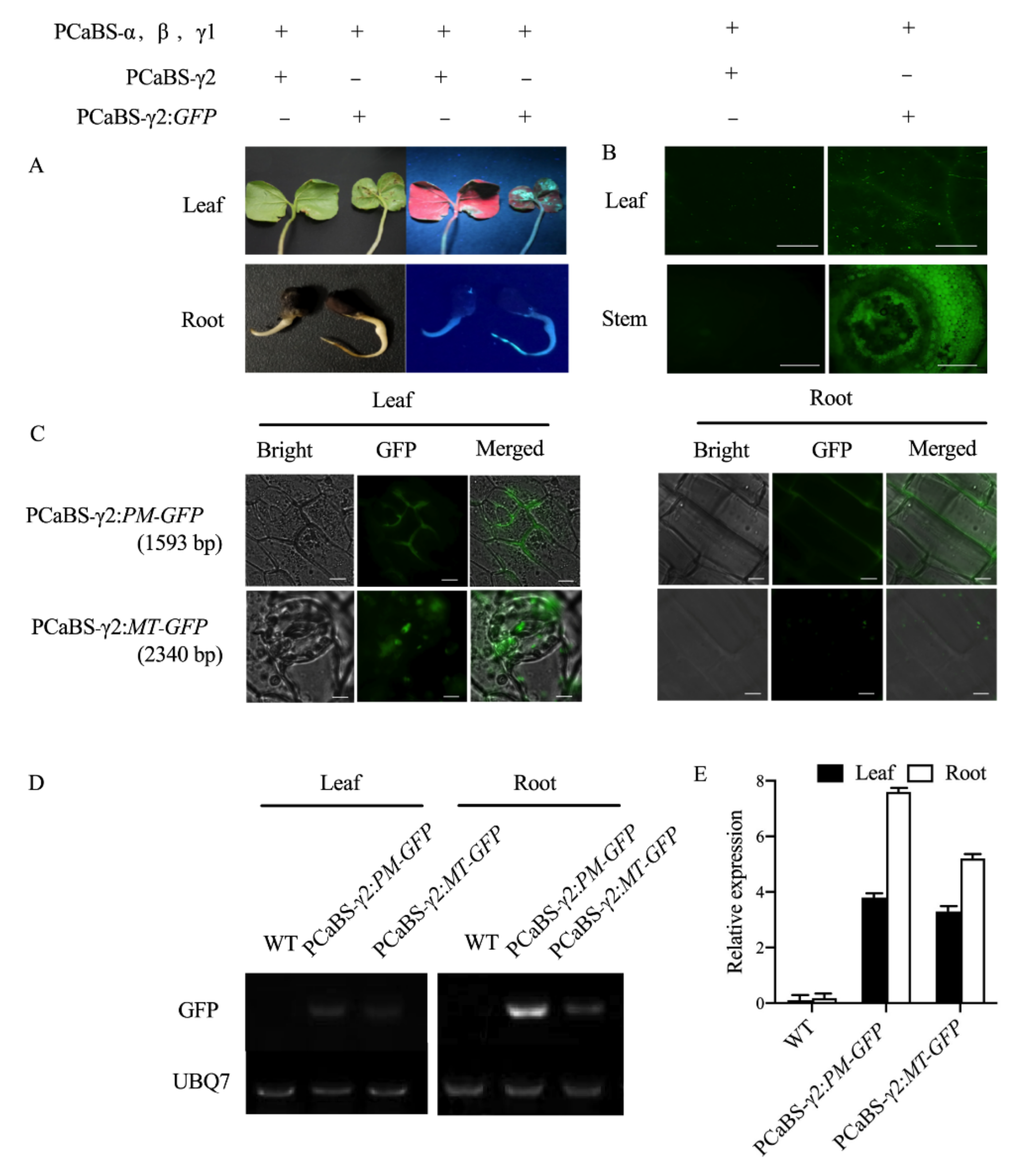 Plants 11 01765 g001 550