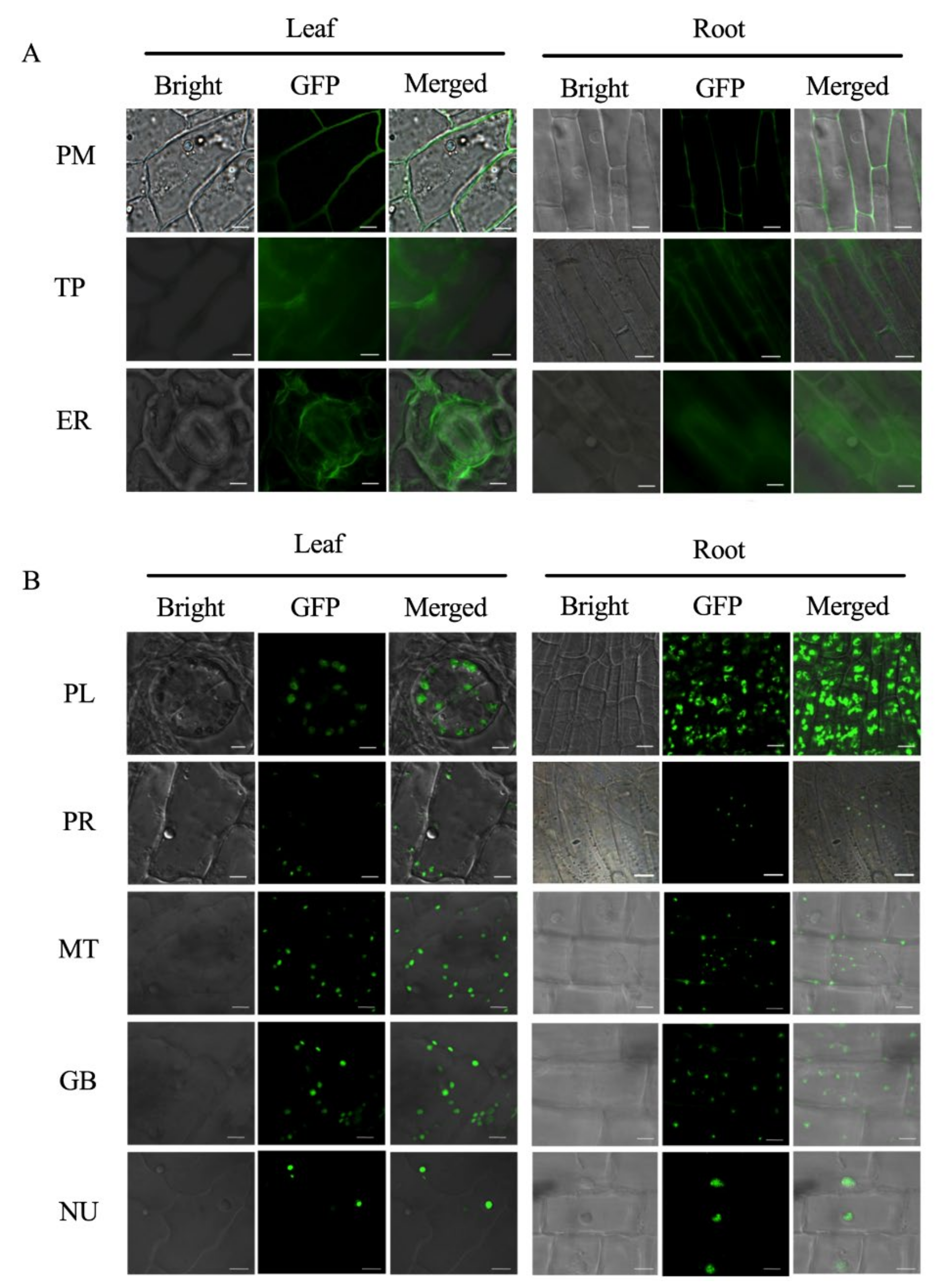 Plants 11 01765 g002 550