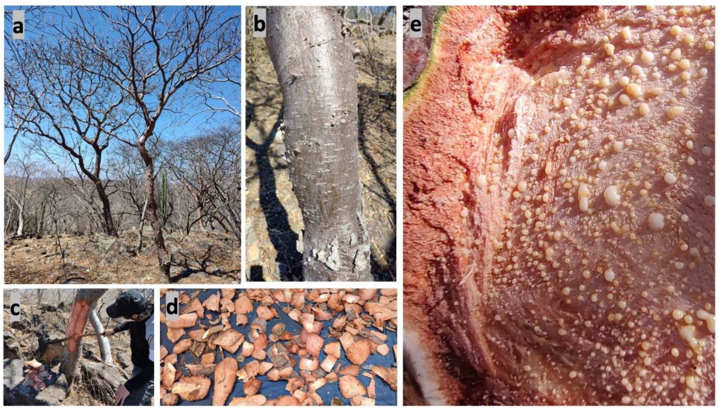 Plants 11 01766 g001 Plants 11 01766 g001