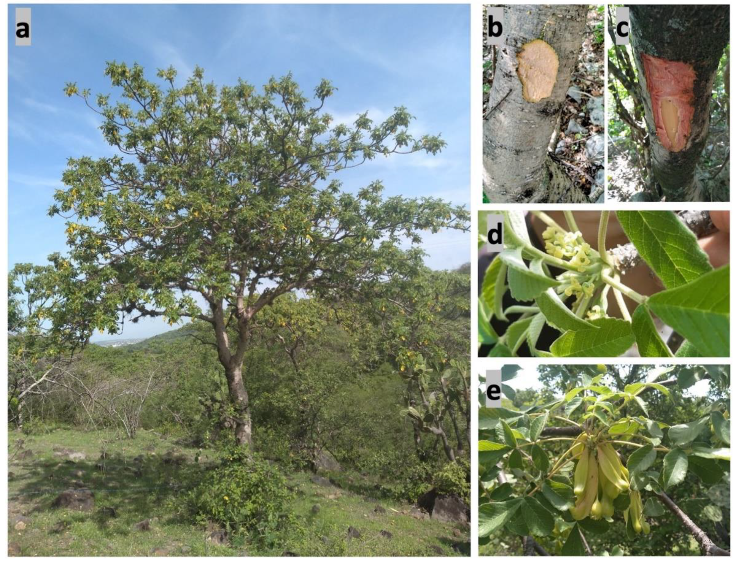 Plants 11 01766 g002 Plants 11 01766 g002