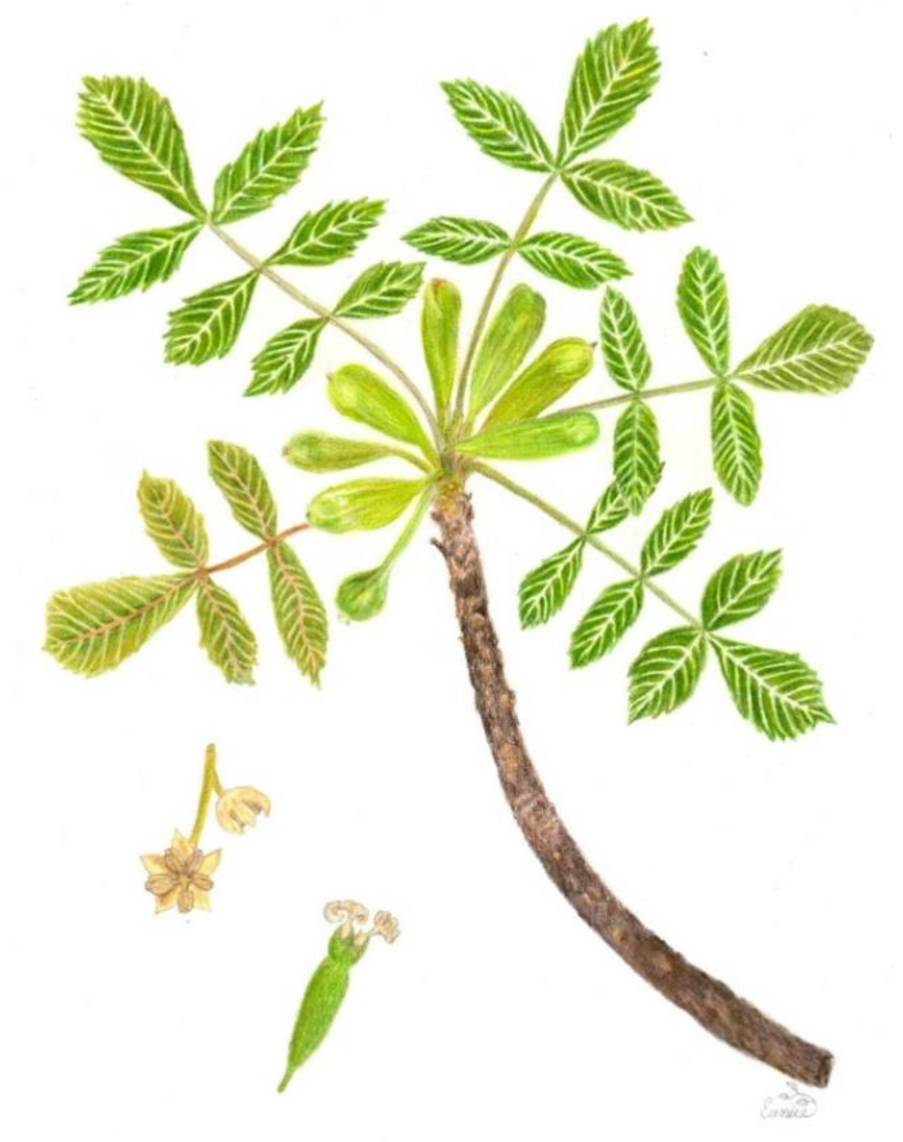 Plants 11 01766 g003 Plants 11 01766 g003