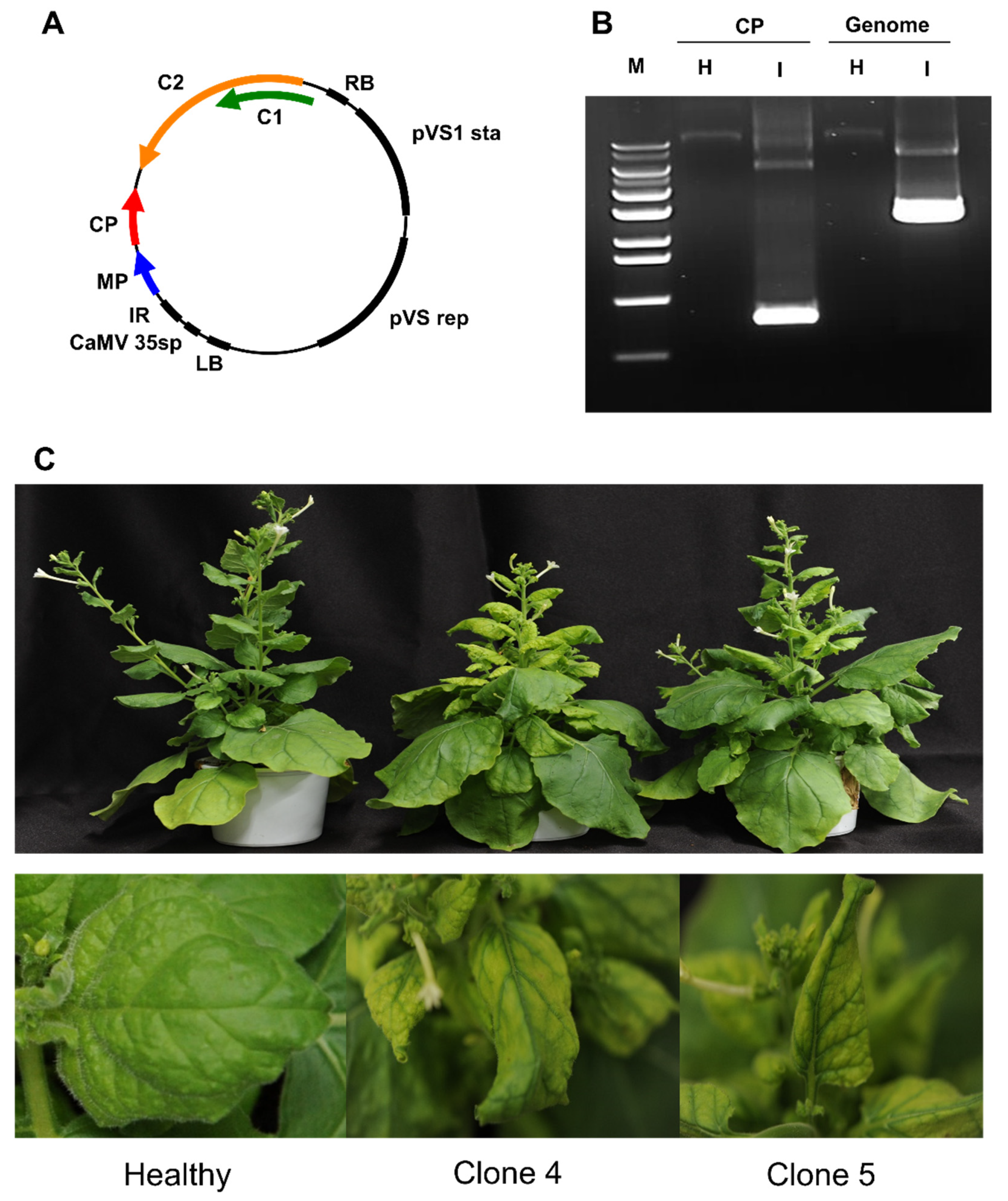 Plants 11 01768 g006