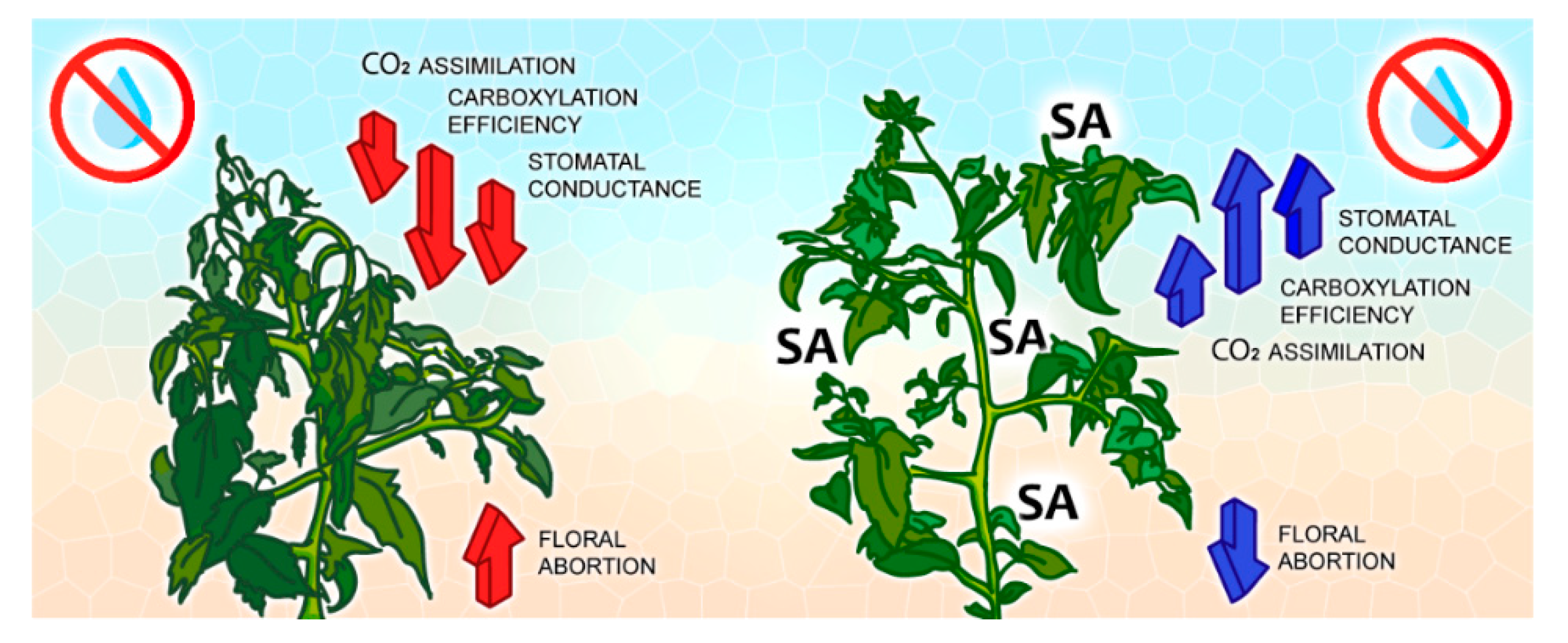 Plants 11 01775 g006 550