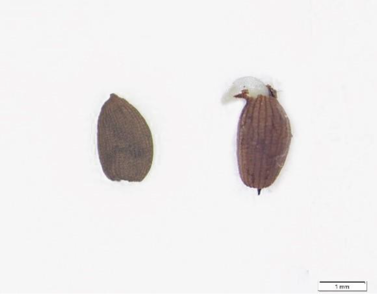 Plants 11 01777 g001