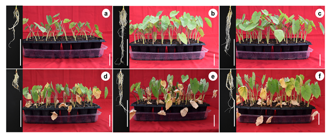 Plants 11 01780 g001 550