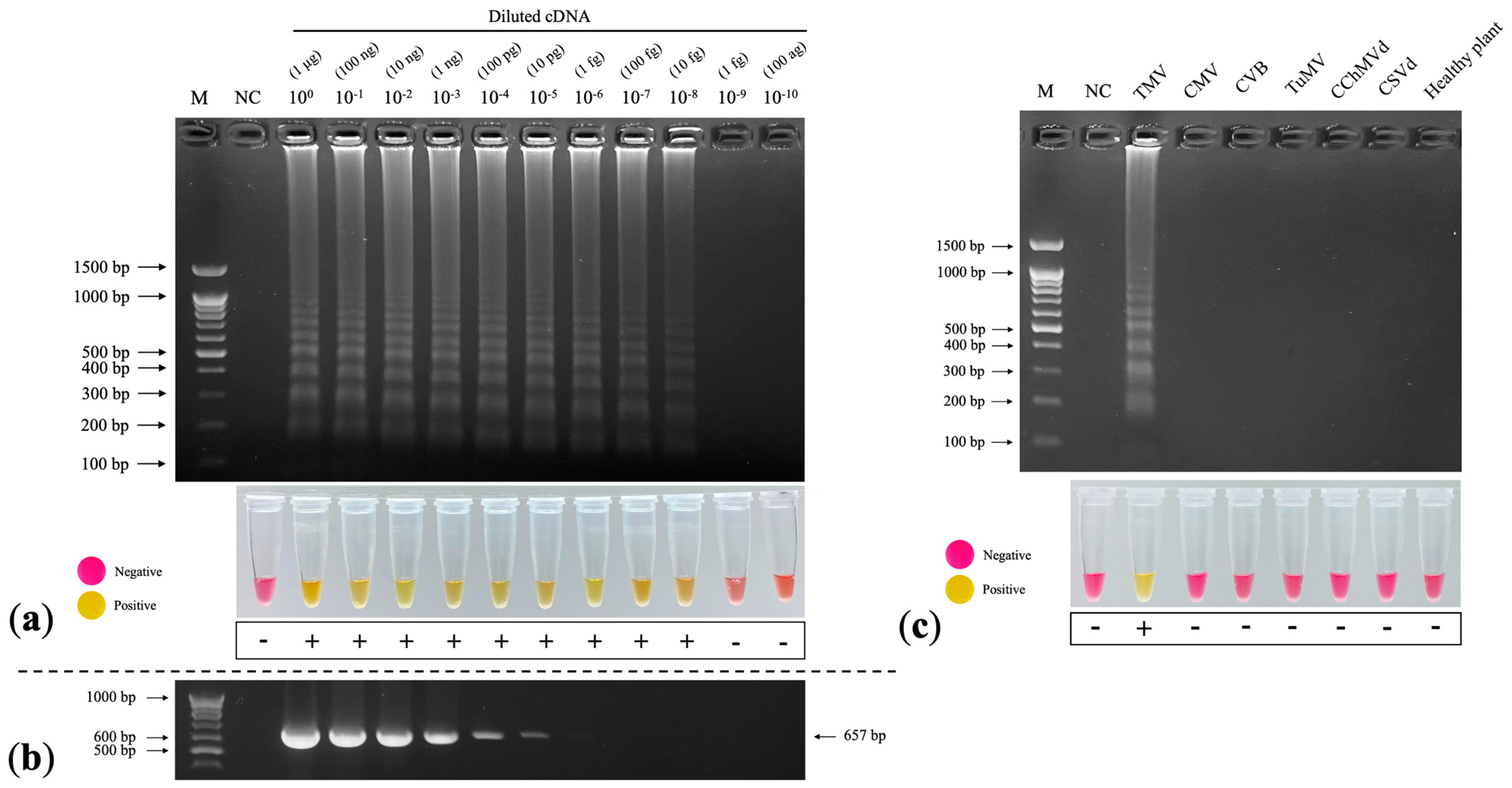 Plants 11 01788 g006 Plants 11 01788 g006