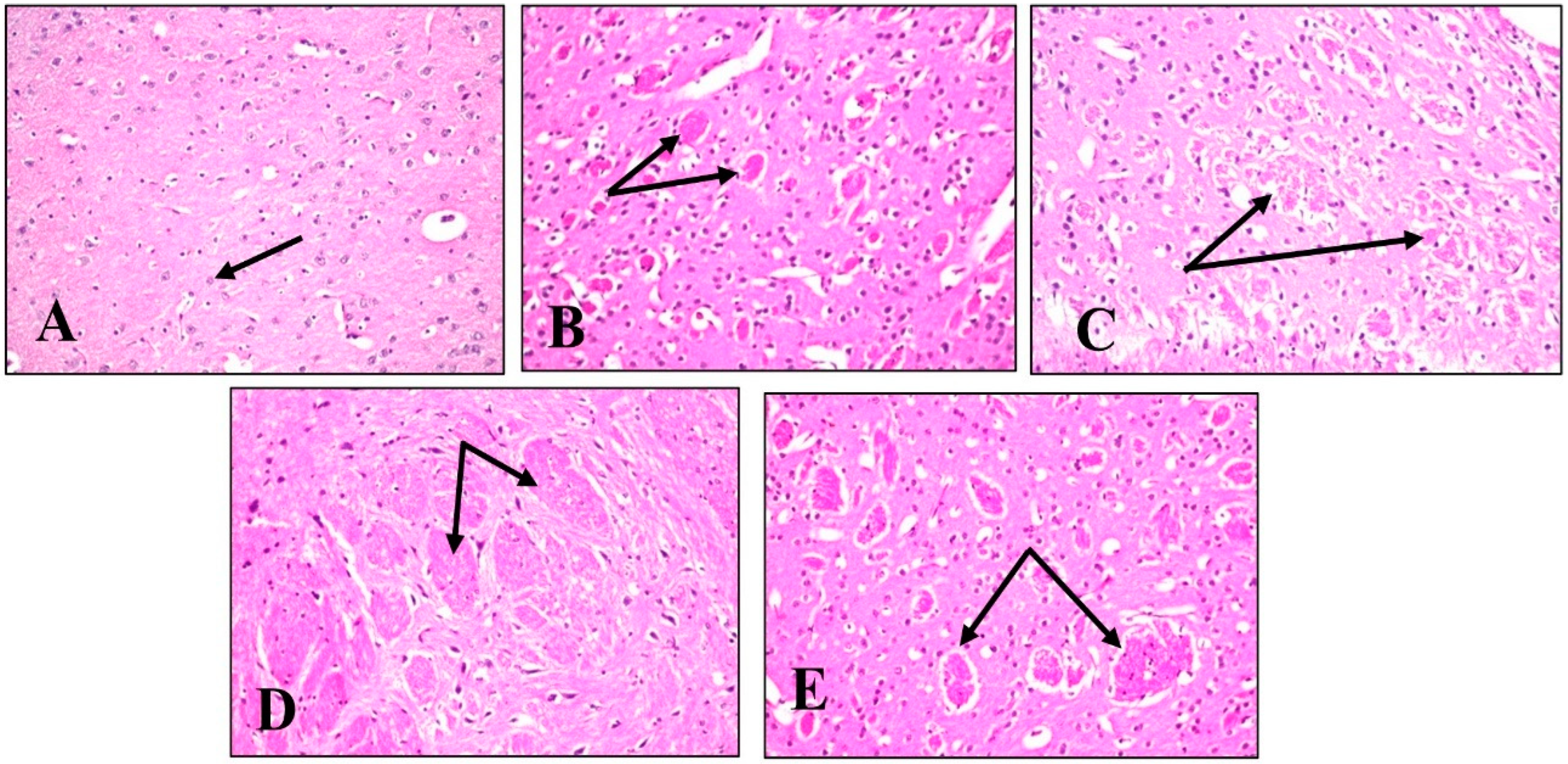 Plants 11 01792 g009
