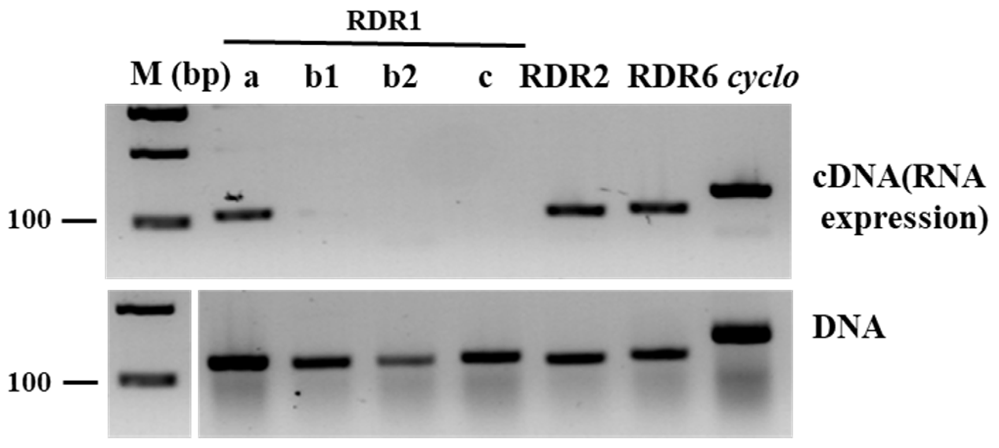 Plants 11 01795 g004