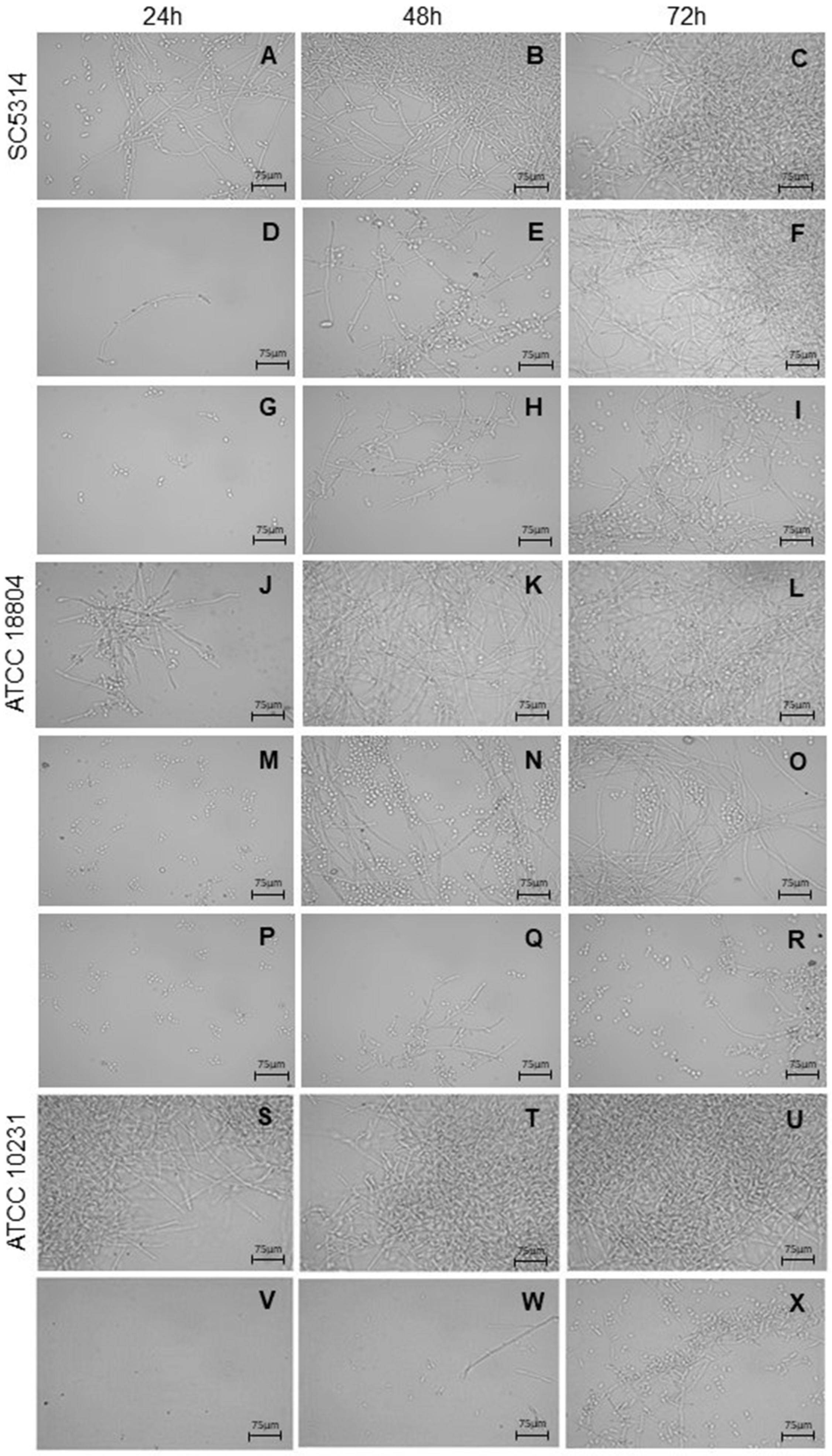 Plants 11 01796 g005 550