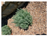 Plants 11 01797 i007