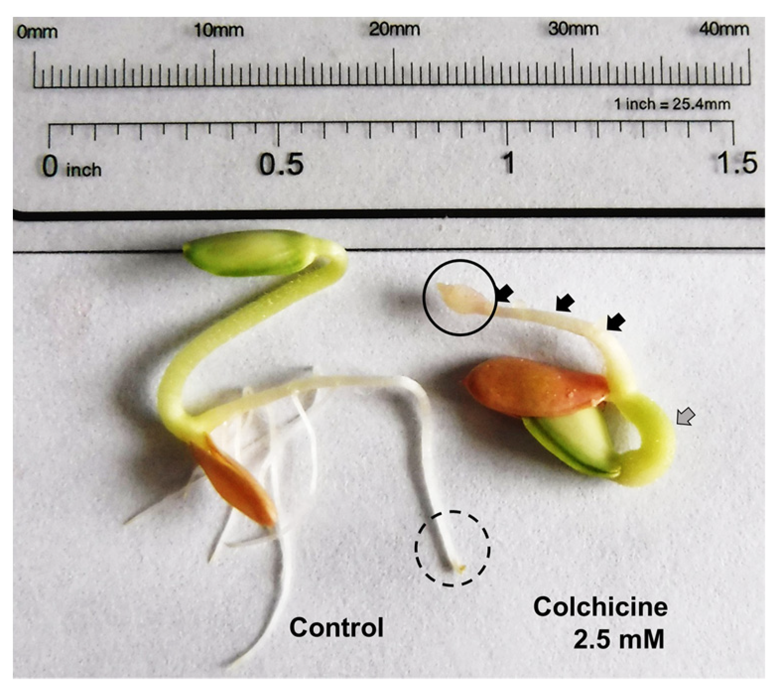 Plants 11 01805 g007 Plants 11 01805 g007