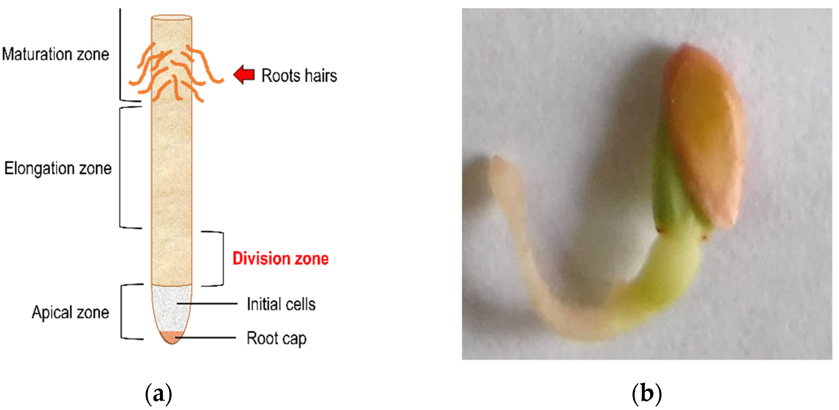 Plants 11 01805 g008 Plants 11 01805 g008