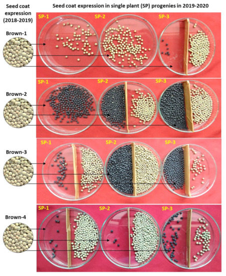 Morphological, Molecular, and Biochemical Characterization of a 