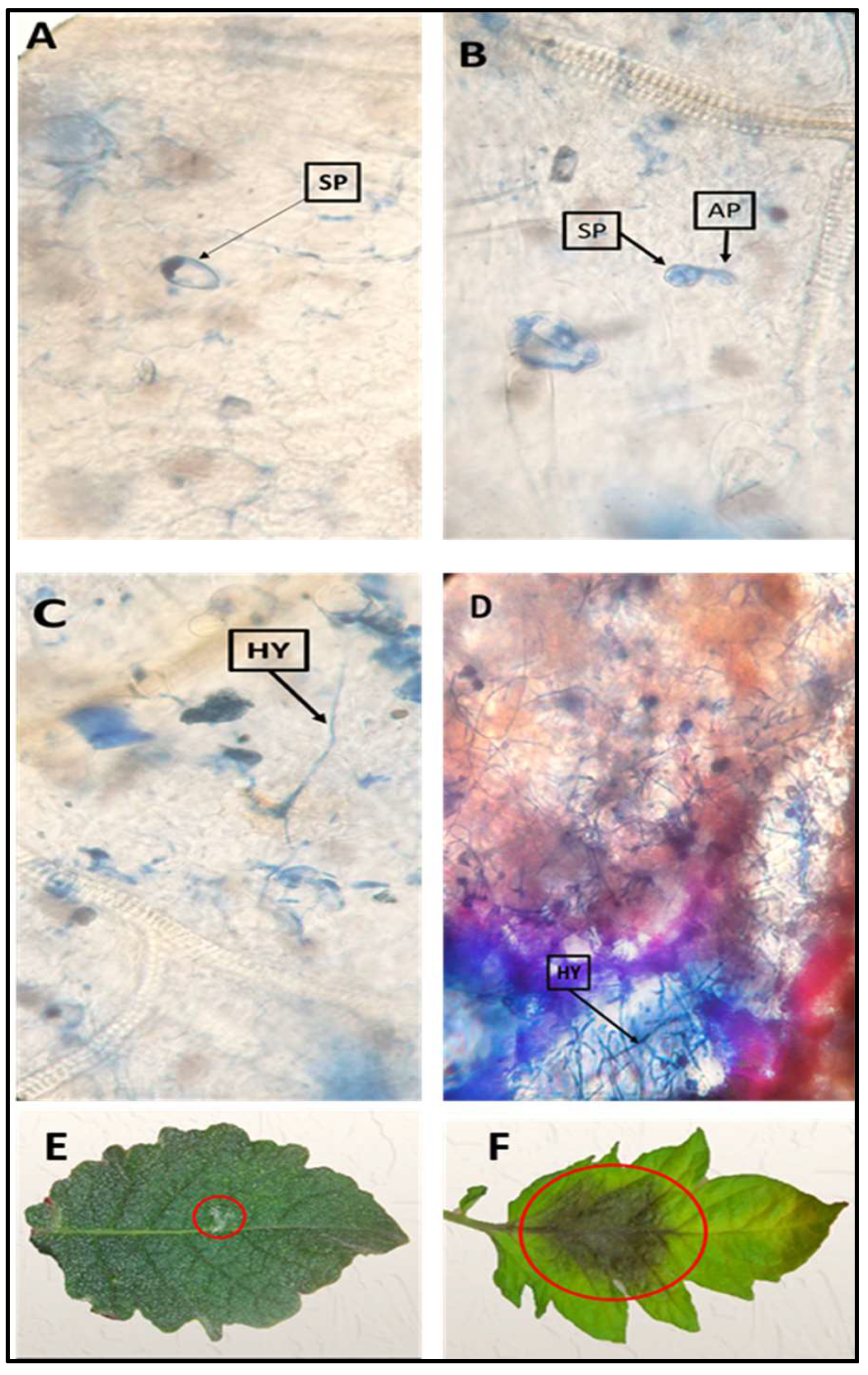 Plants 11 01824 g001