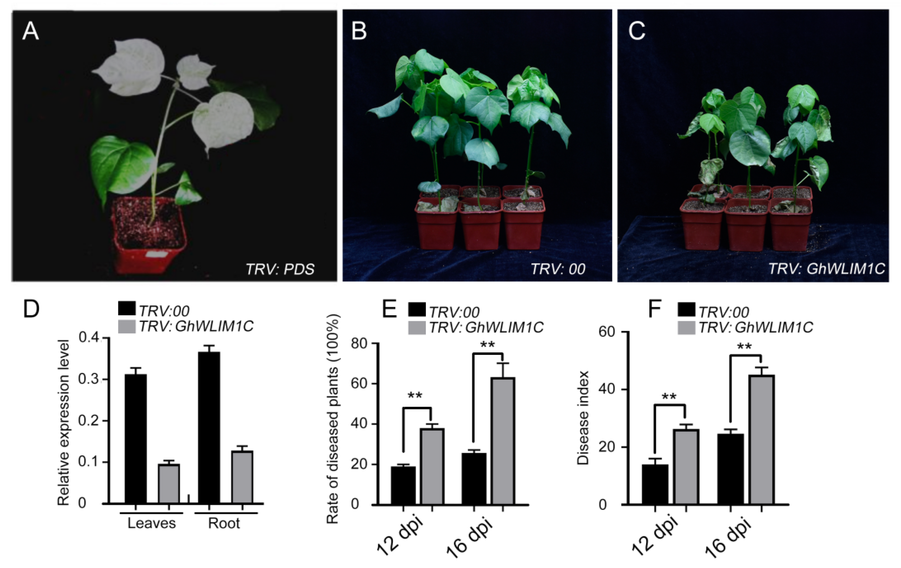 Plants 11 01828 g002 550