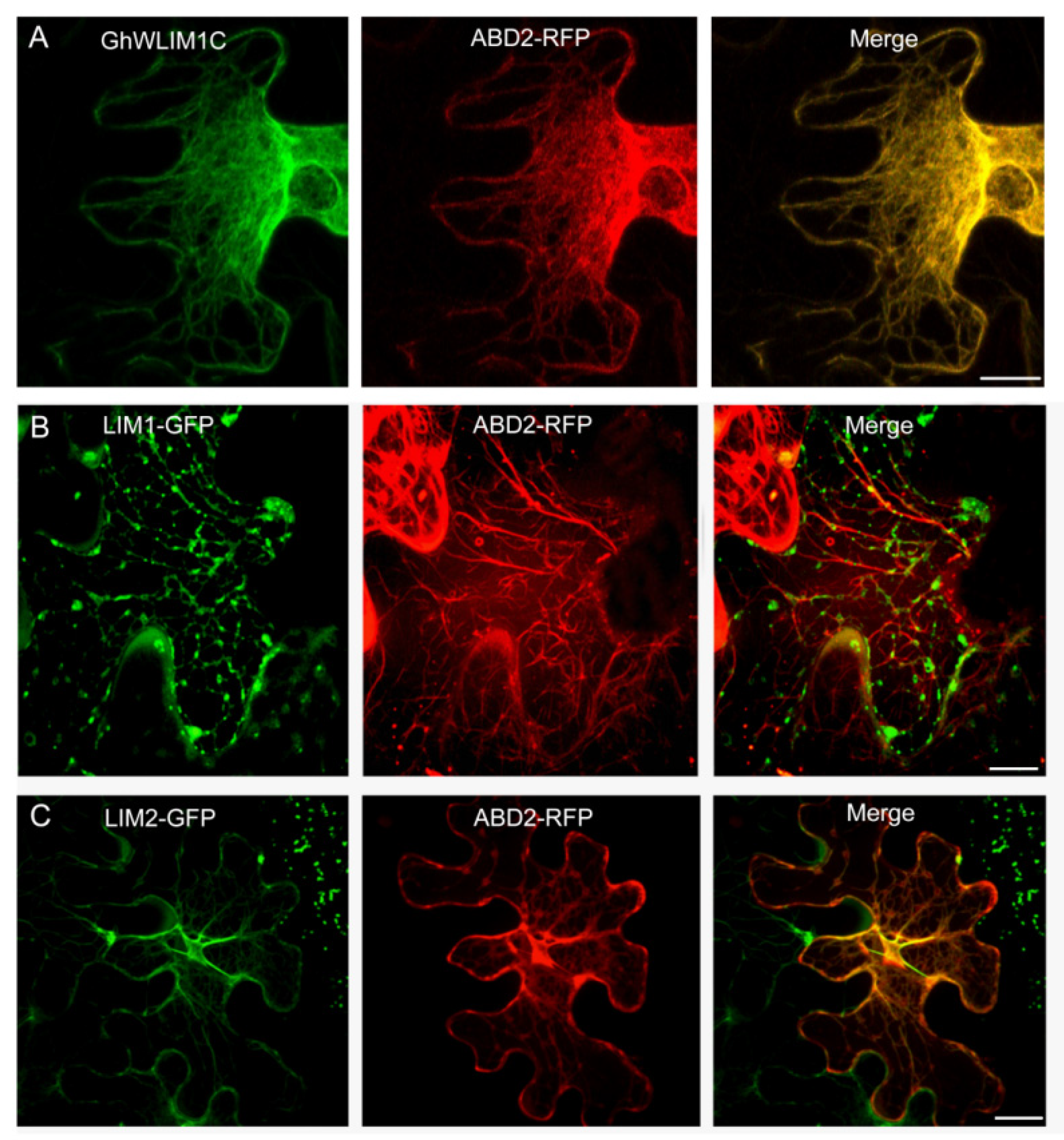 Plants 11 01828 g003 550