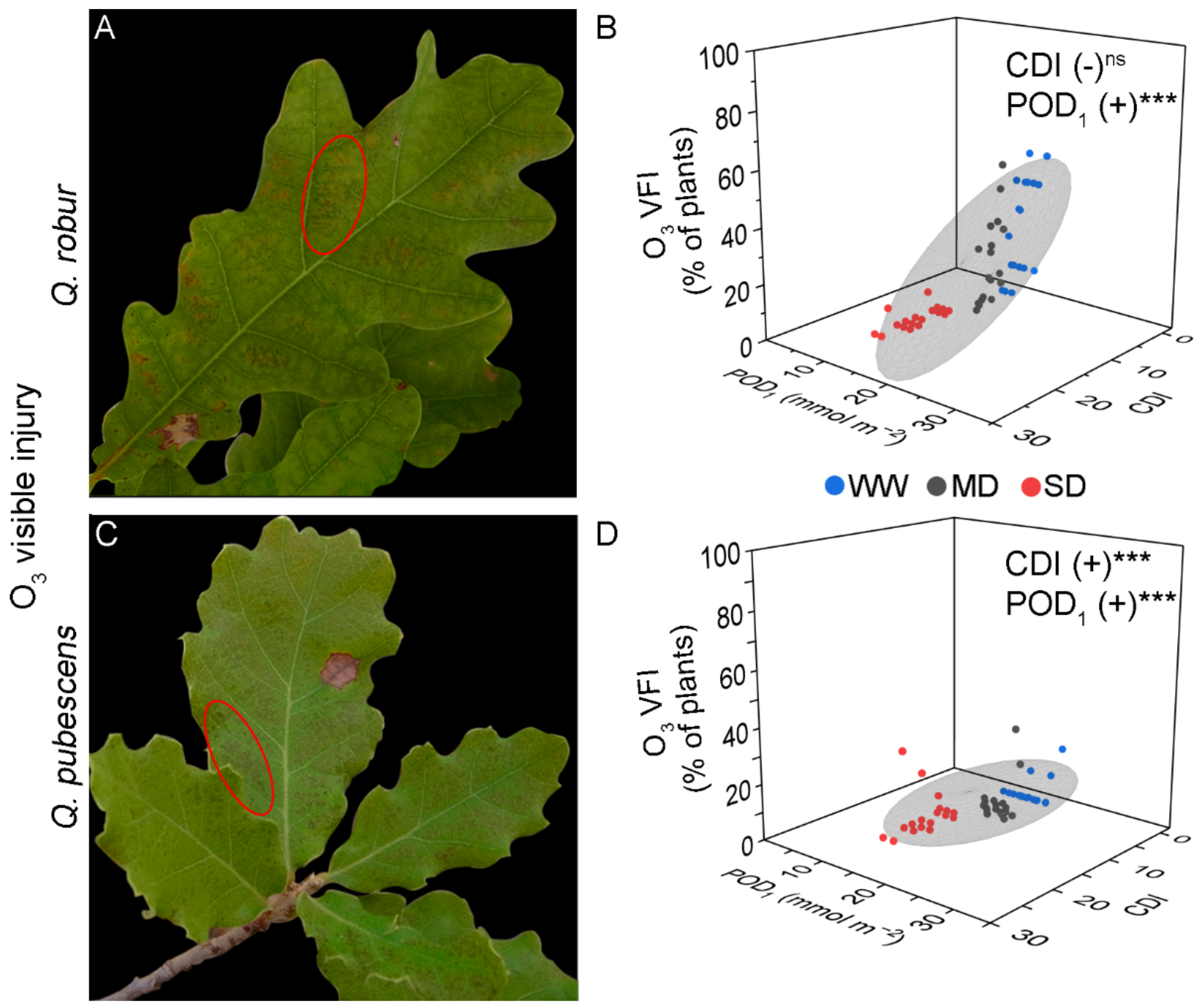 Plants 11 01836 g001