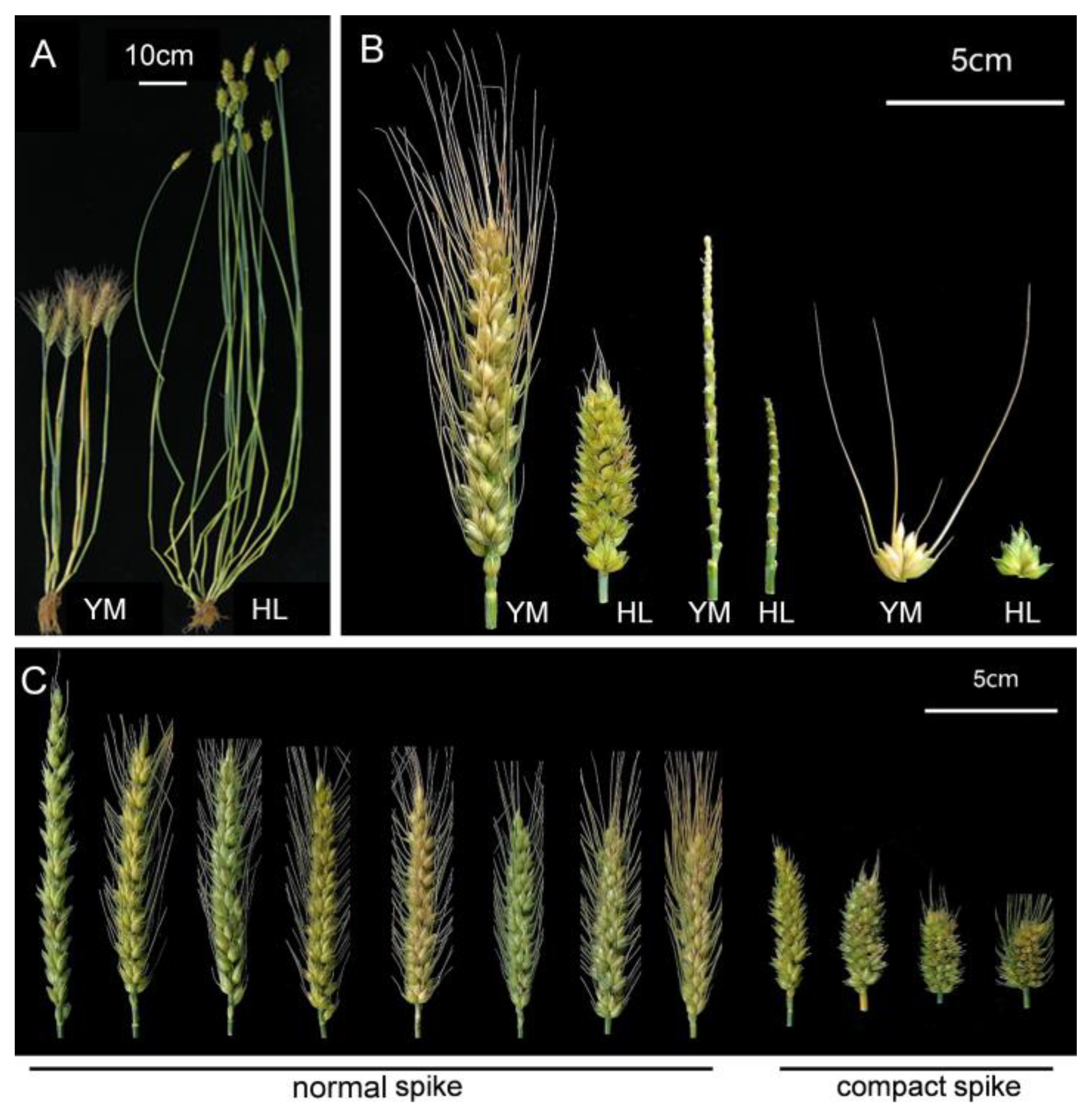 Pleiotropic Effect of the compactum Gene and Its Combined