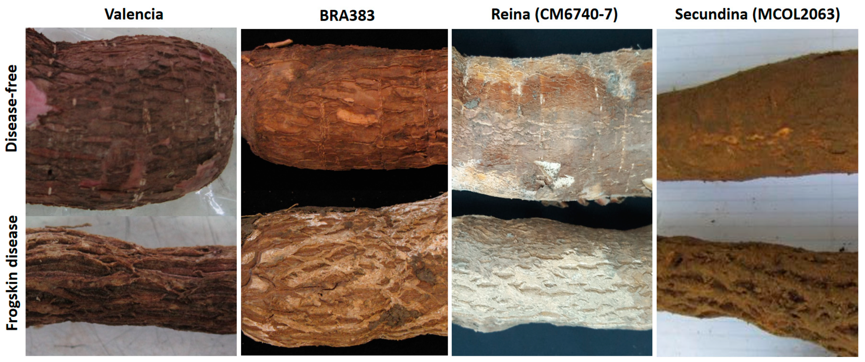 Plants 11 01841 g001