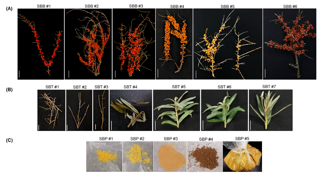 Plants 11 01843 g001 Plants 11 01843 g001