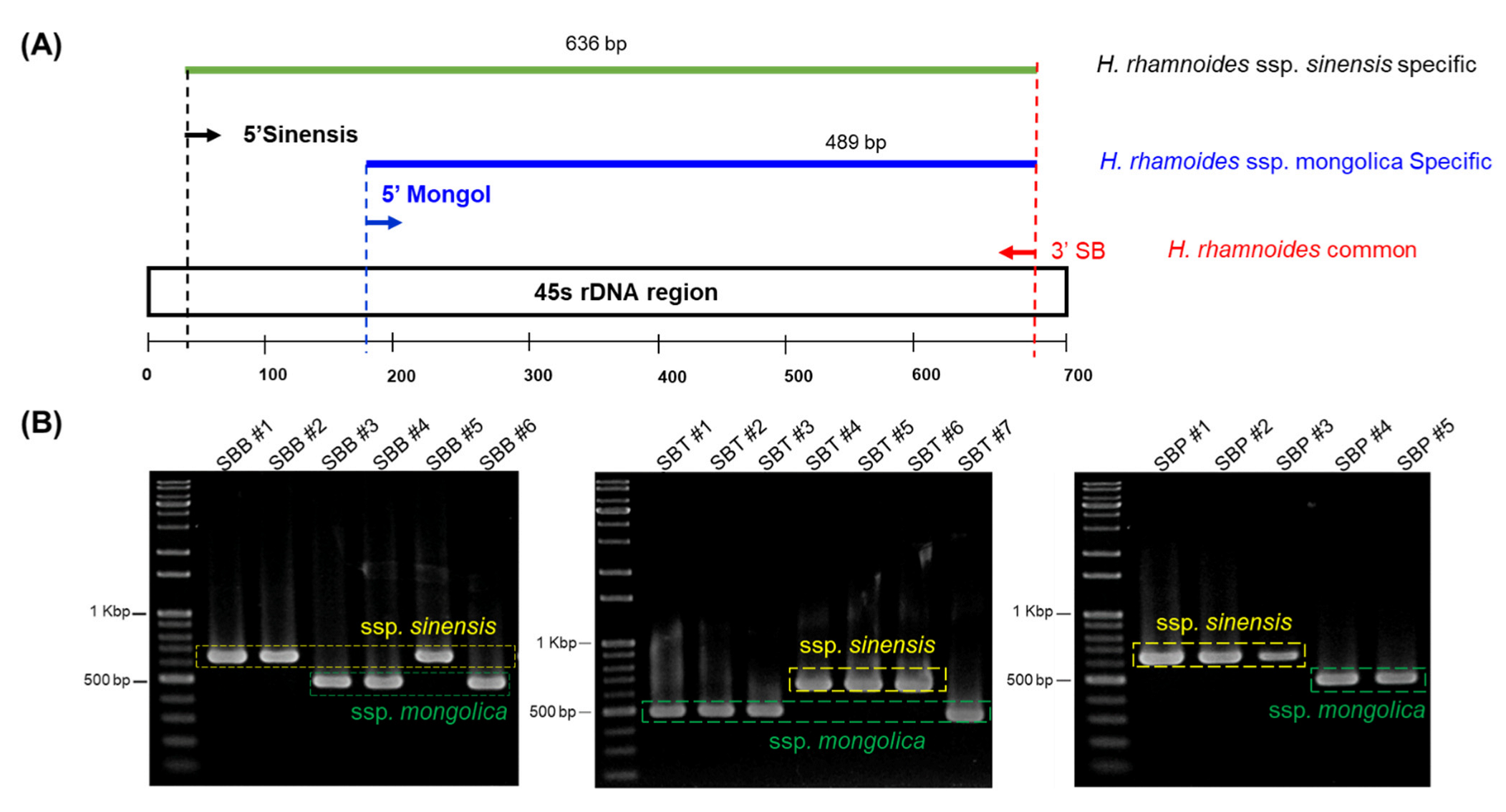 Plants 11 01843 g003 Plants 11 01843 g003