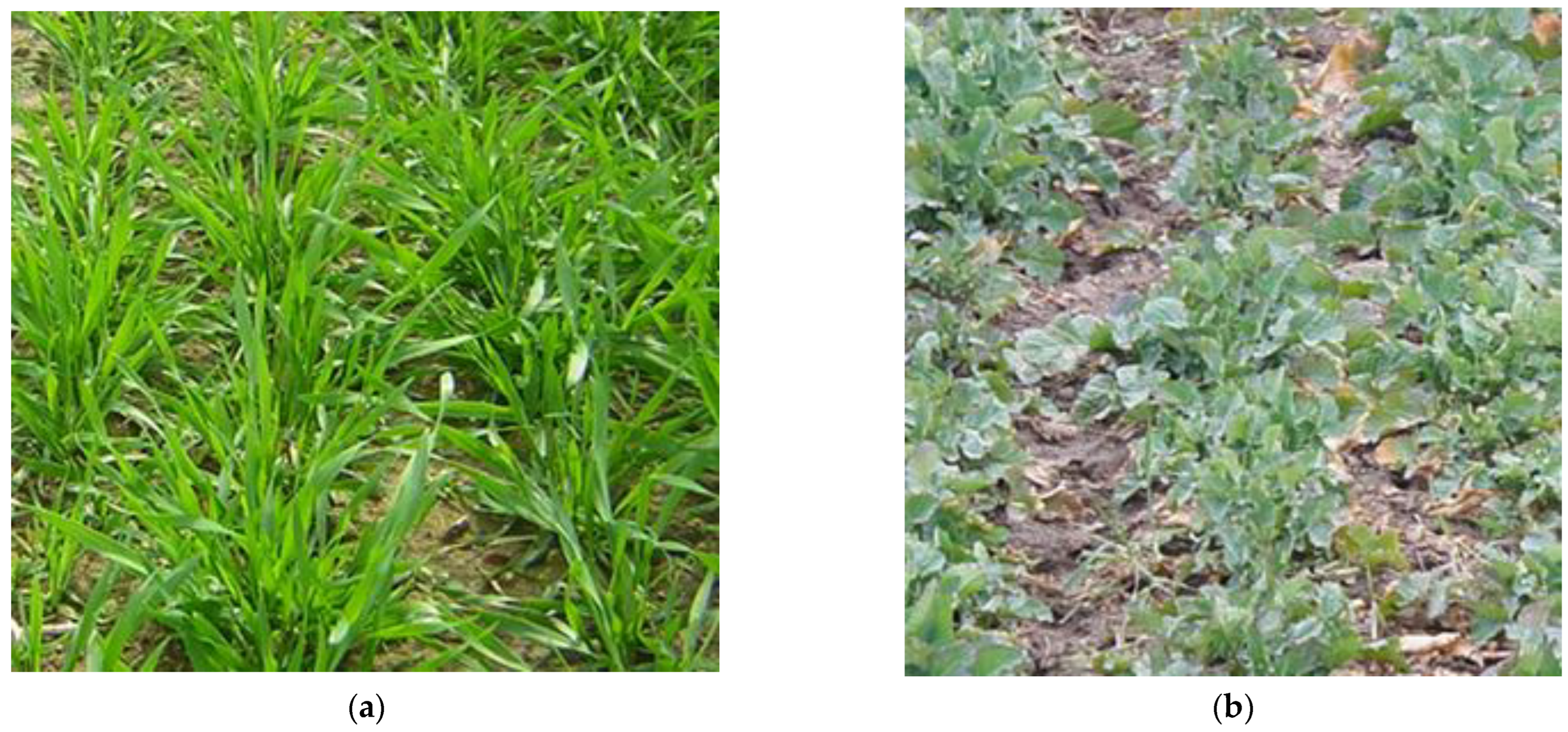 Plants 11 01855 g006 Plants 11 01855 g006