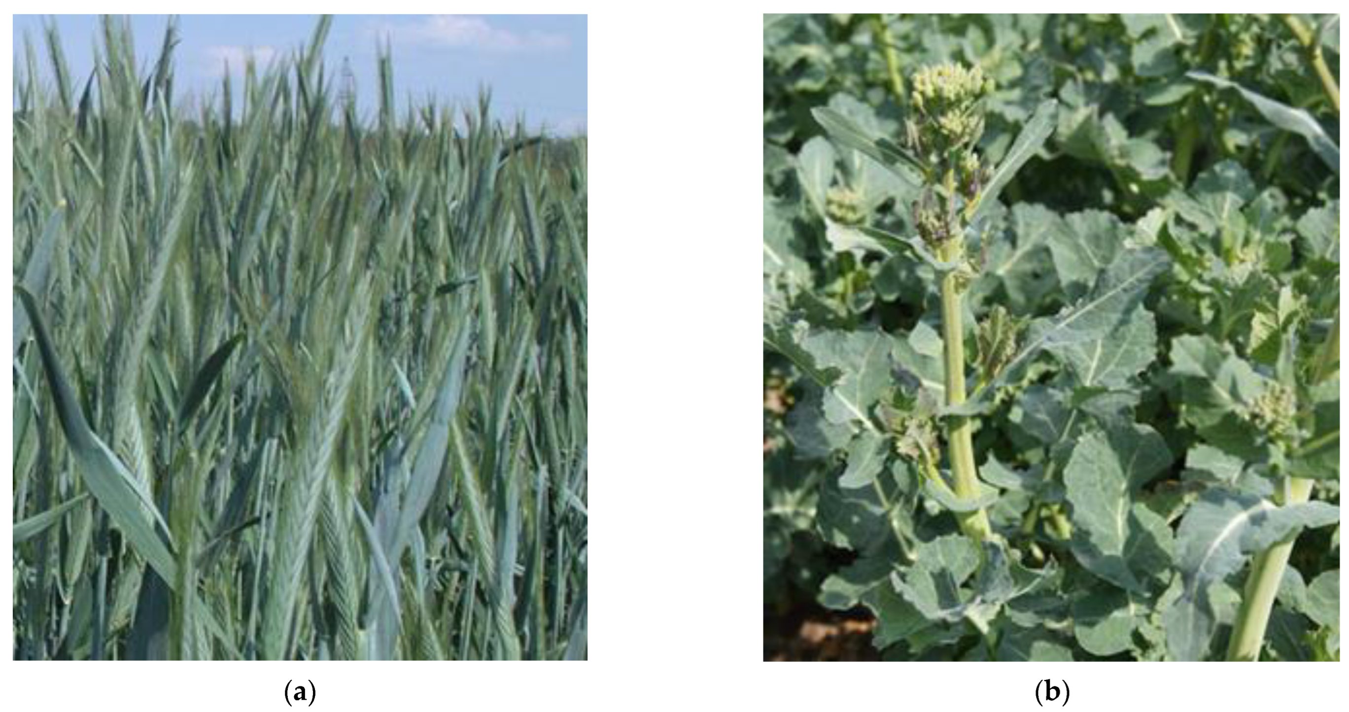 Plants 11 01855 g008 Plants 11 01855 g008