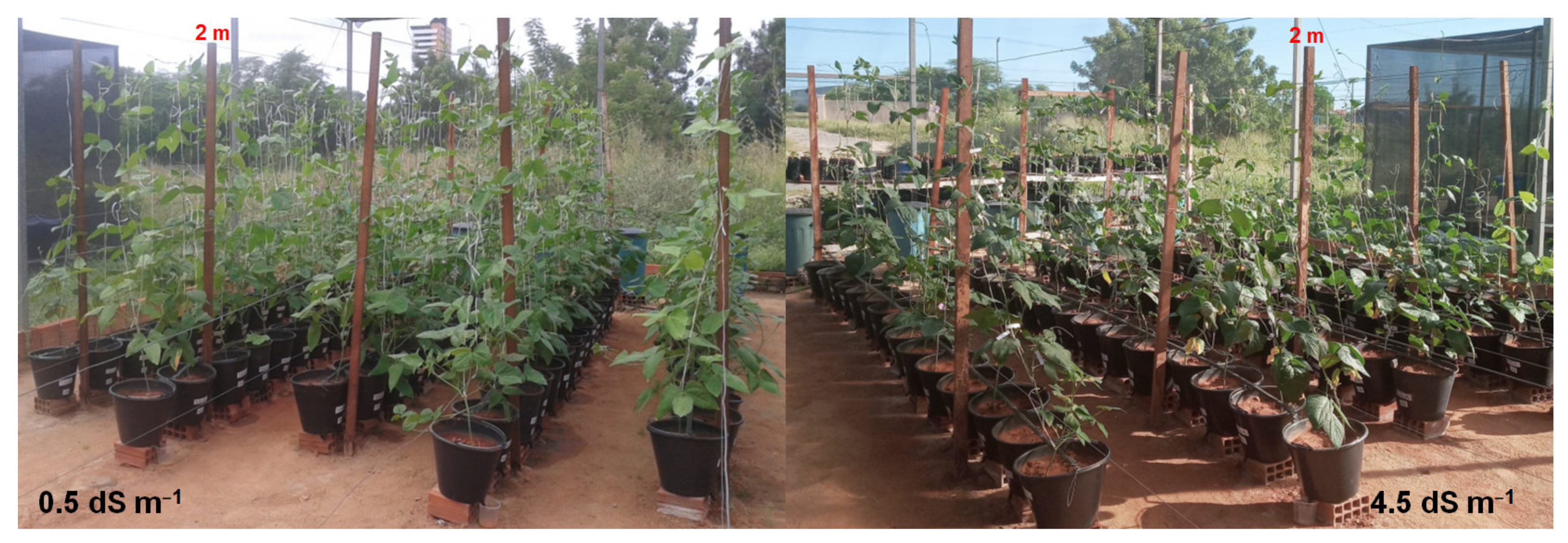 Plants 11 01863 g001