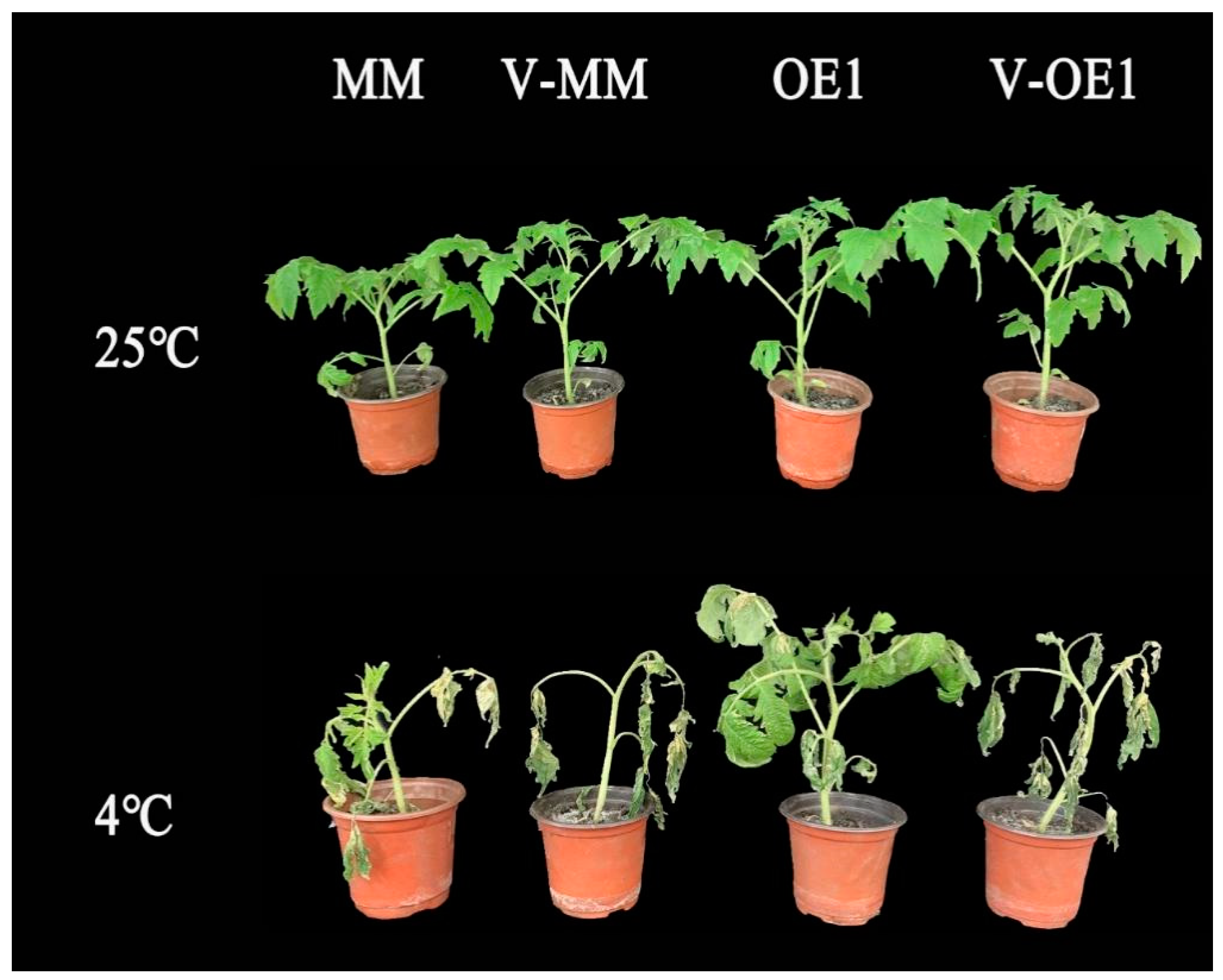 Plants 11 01865 g005 550