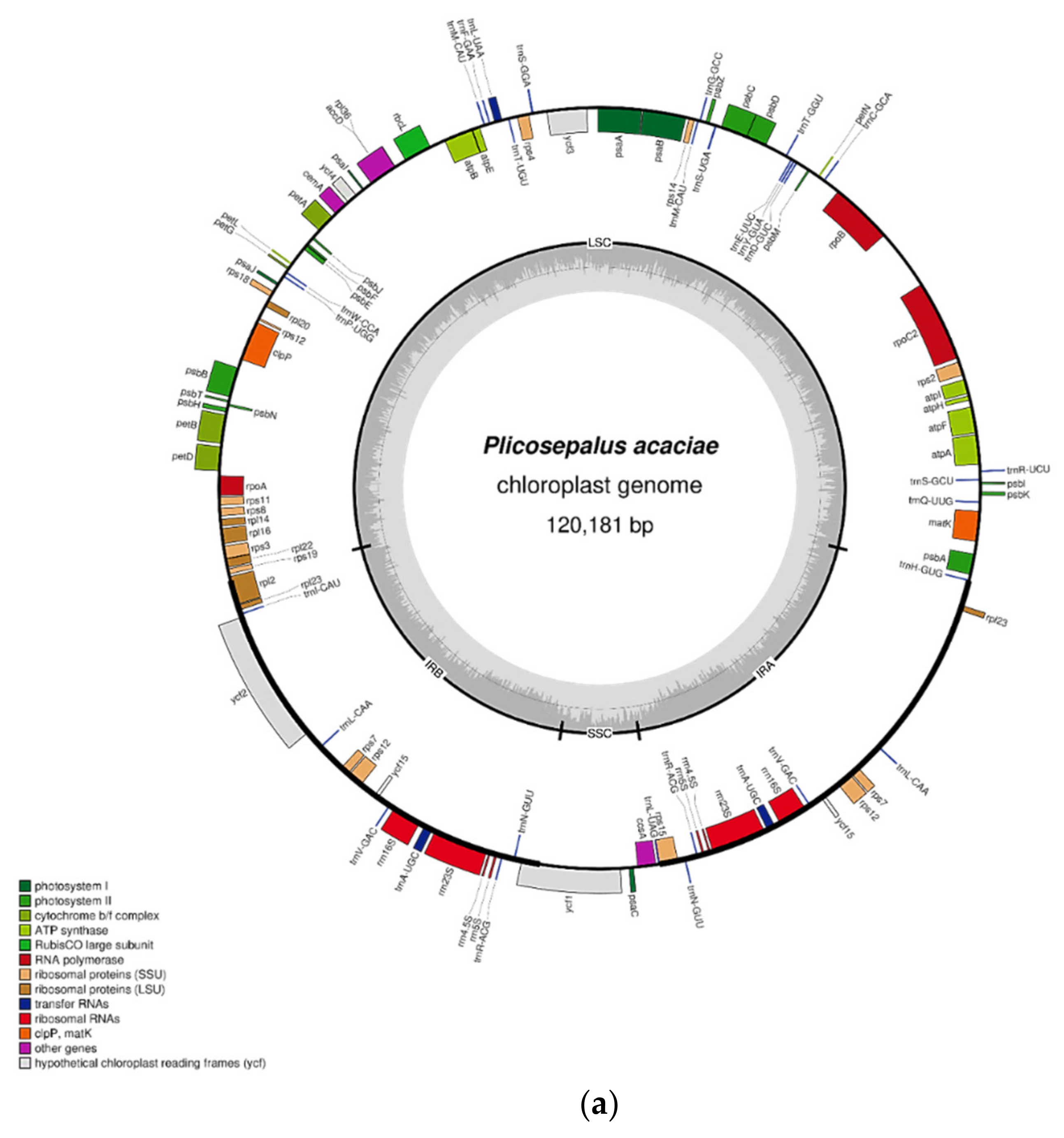 Plants 11 01869 g001a Plants 11 01869 g001a
