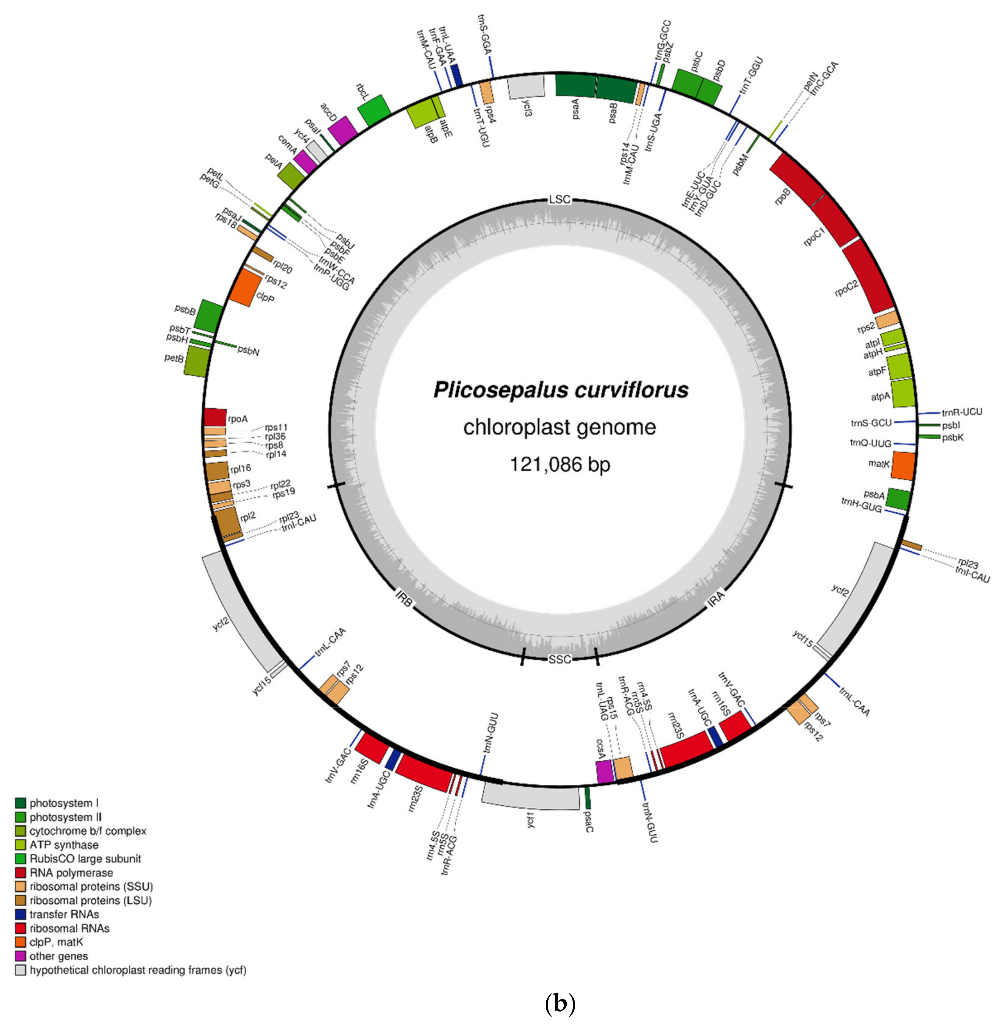 Gene Losses and Plastome Degradation in the Hemiparasitic
