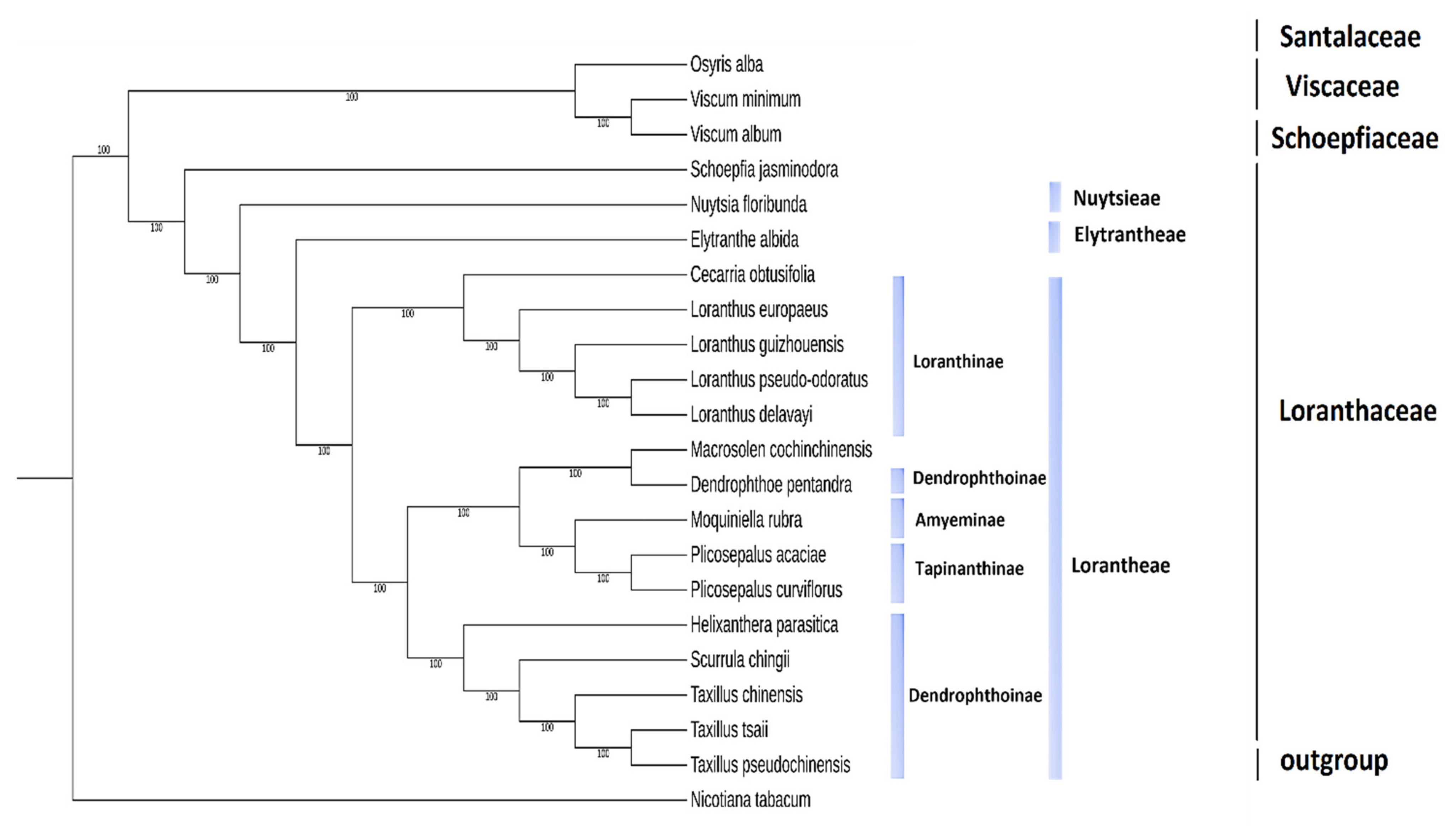 Plants 11 01869 g010 Plants 11 01869 g010
