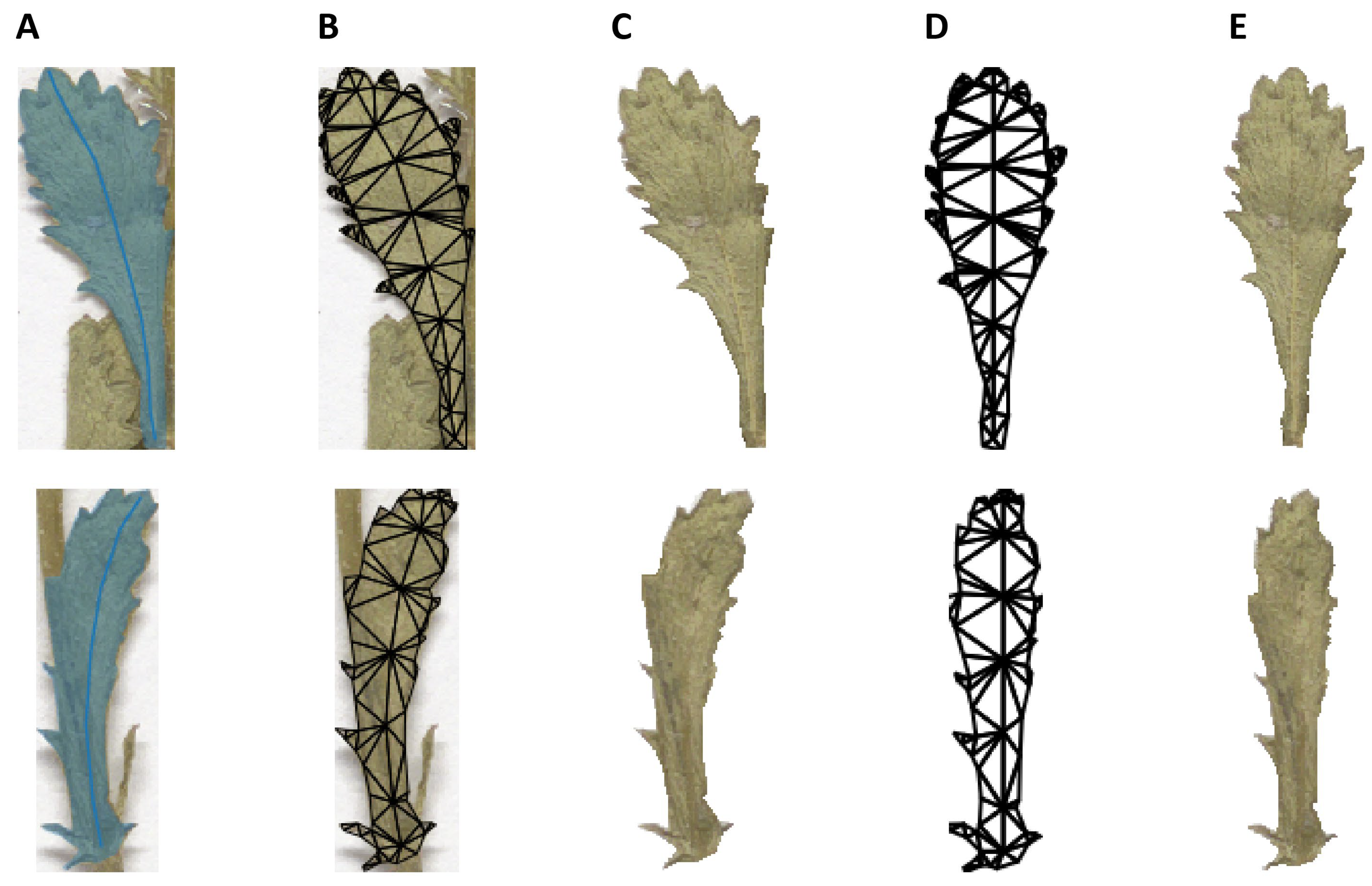 Plants 11 01878 g004 550