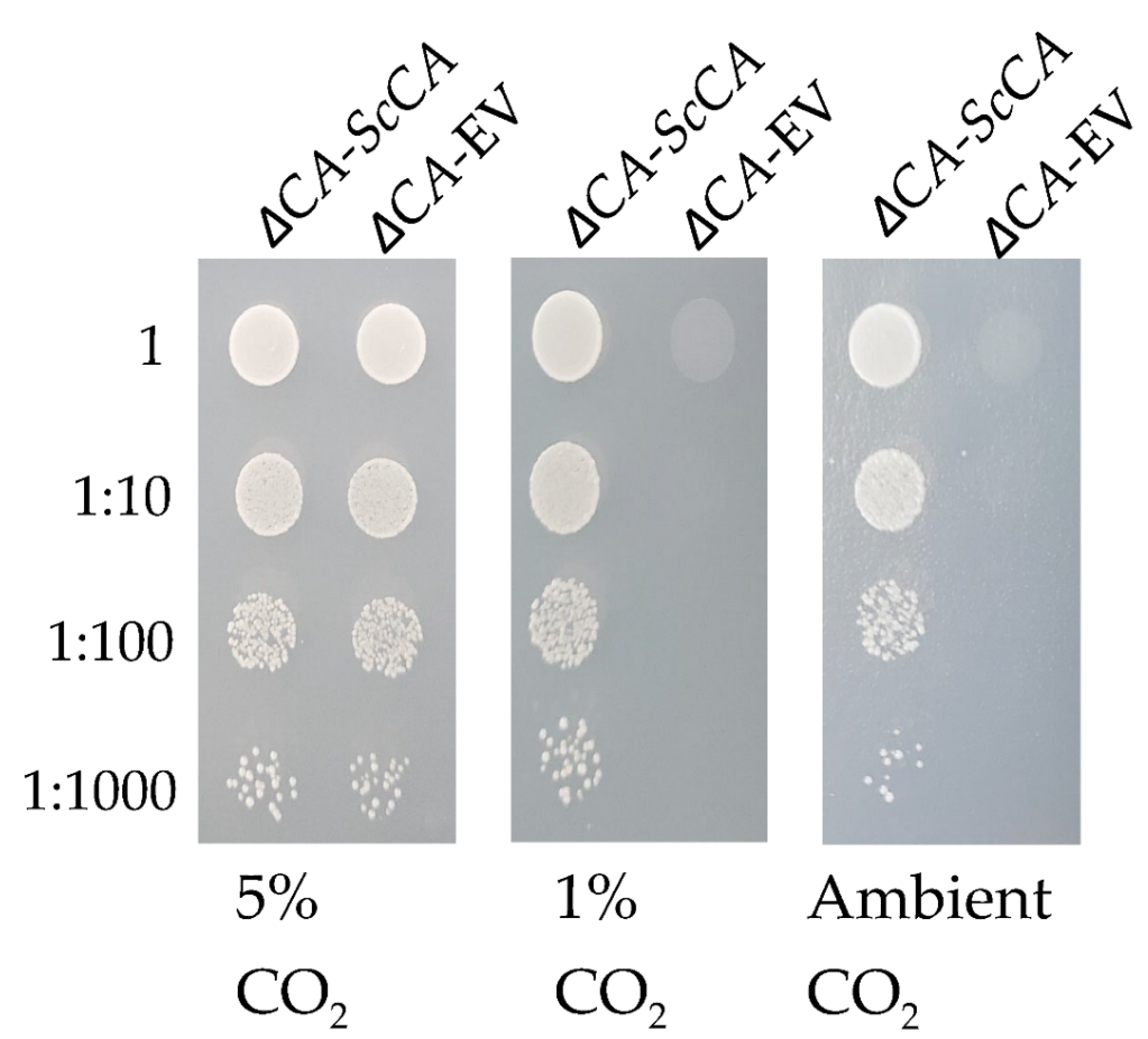 Plants 11 01882 g001 550