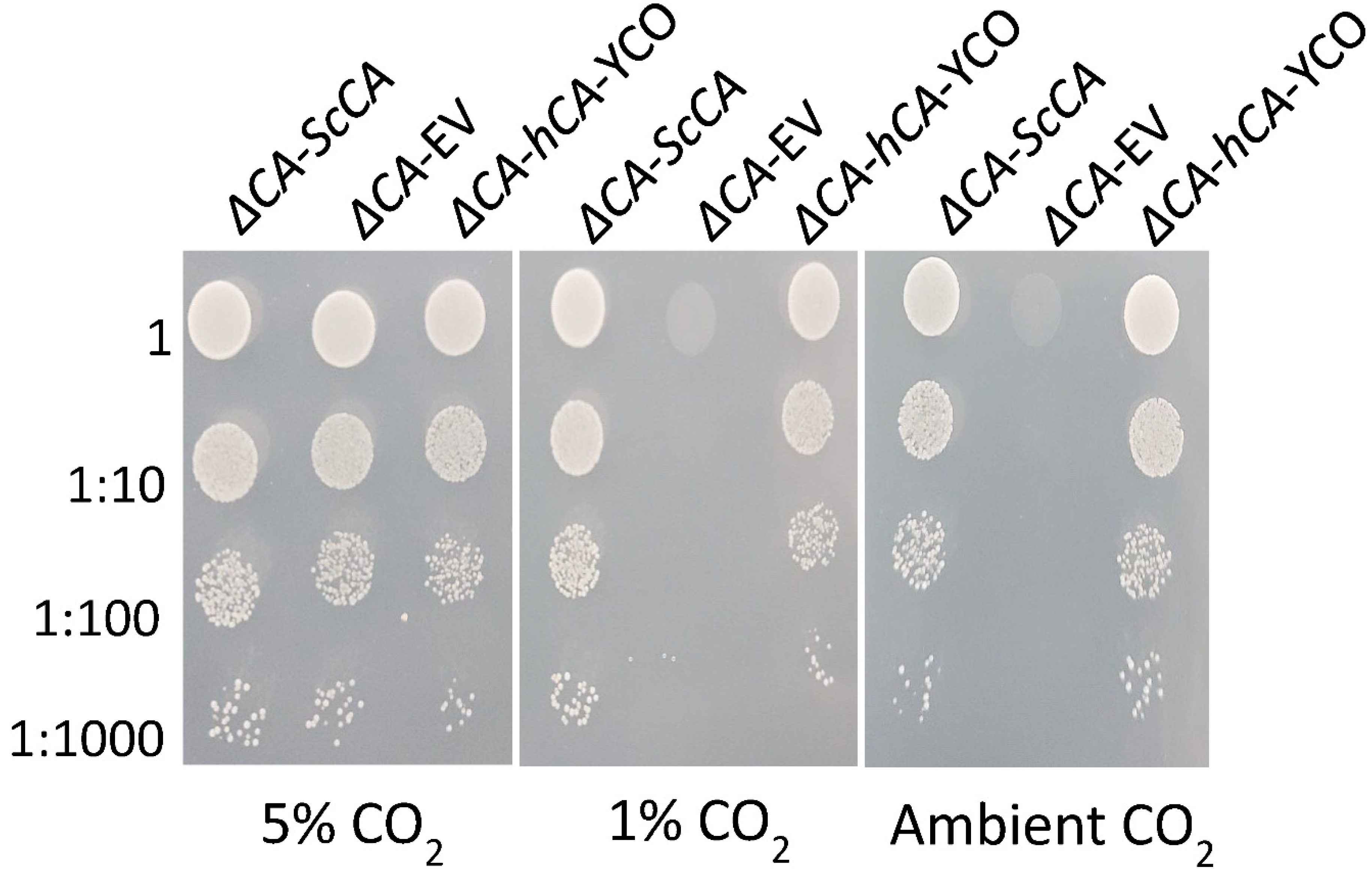 Plants 11 01882 g004 550