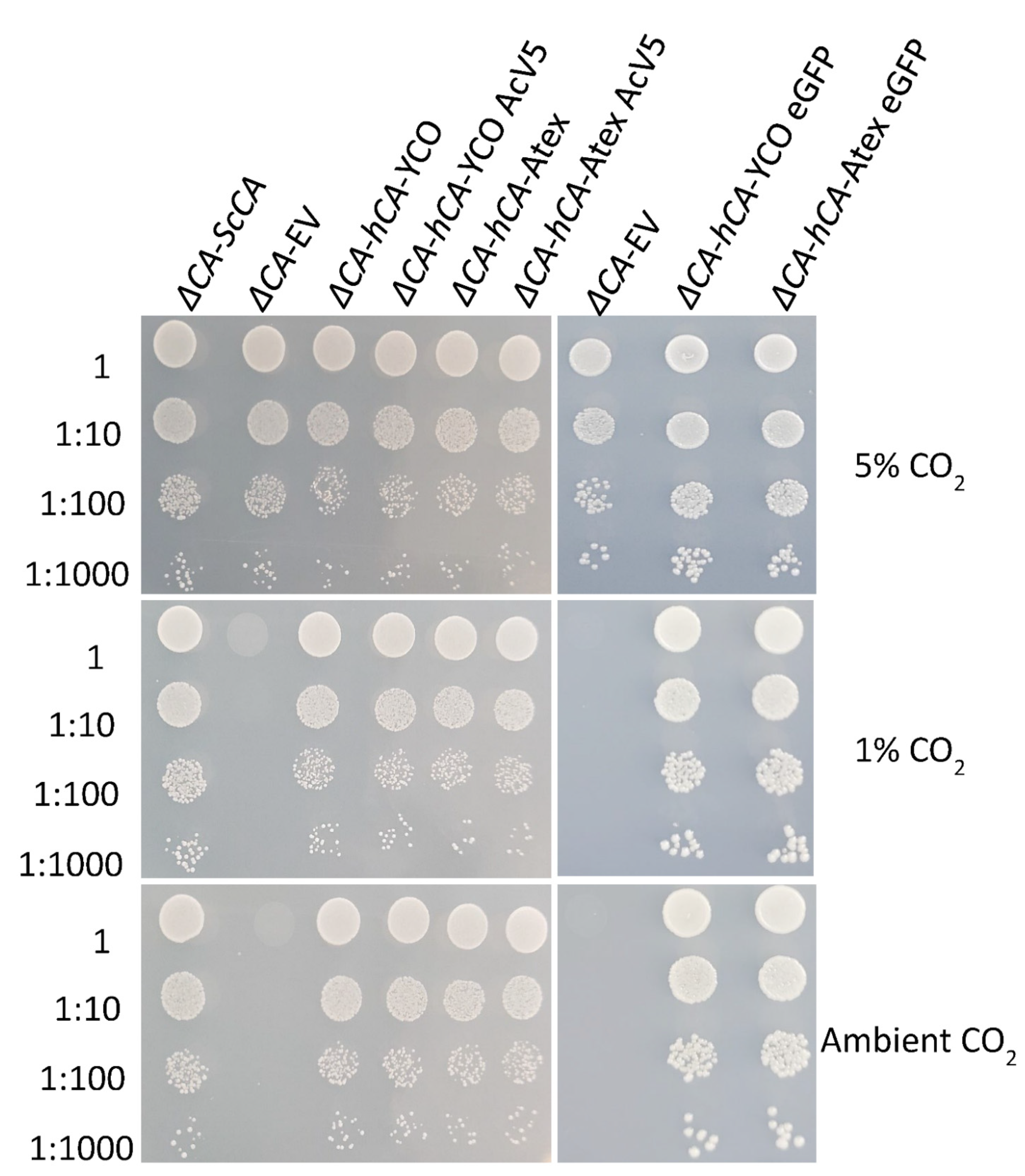 Plants 11 01882 g005 550
