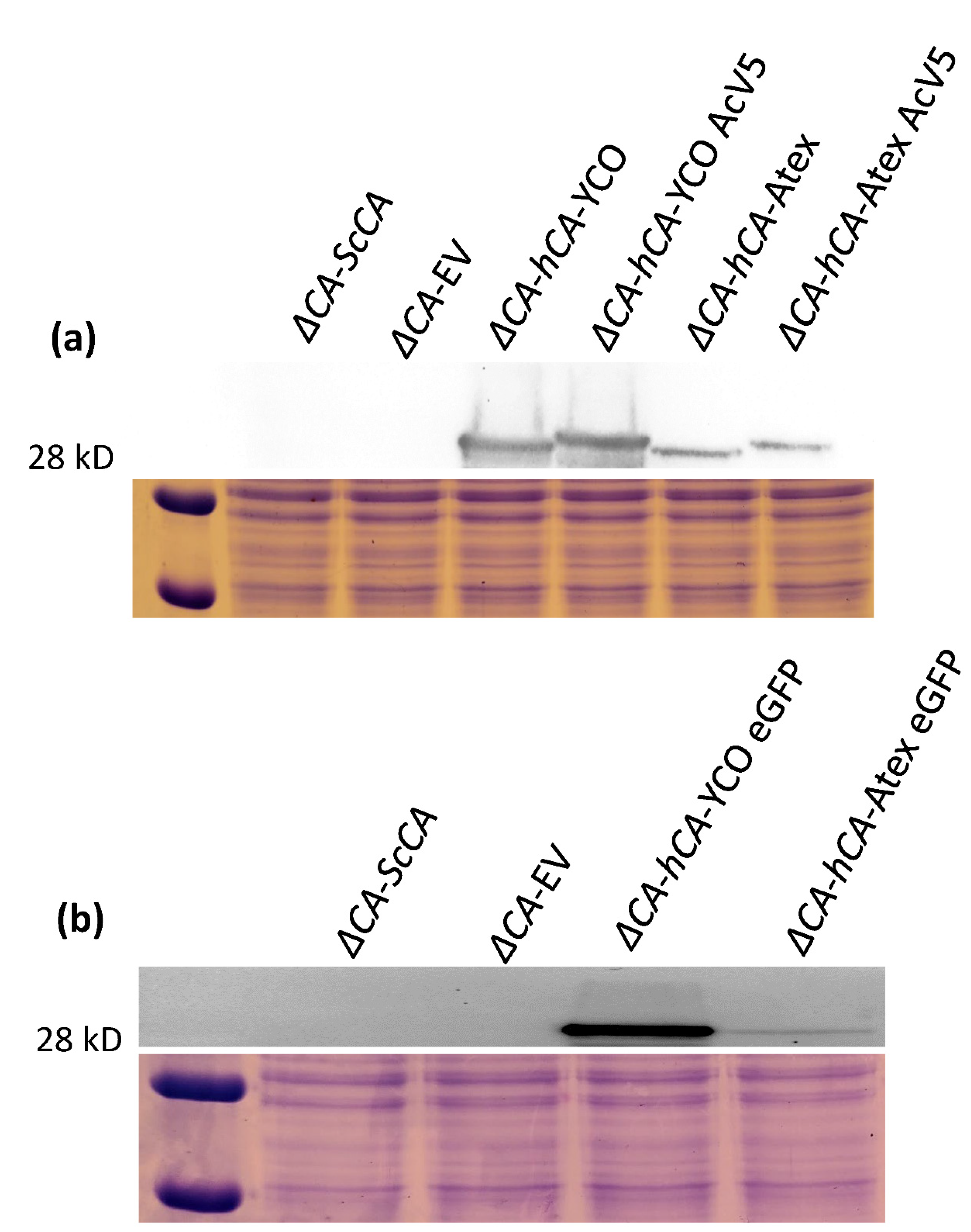 Plants 11 01882 g006 550