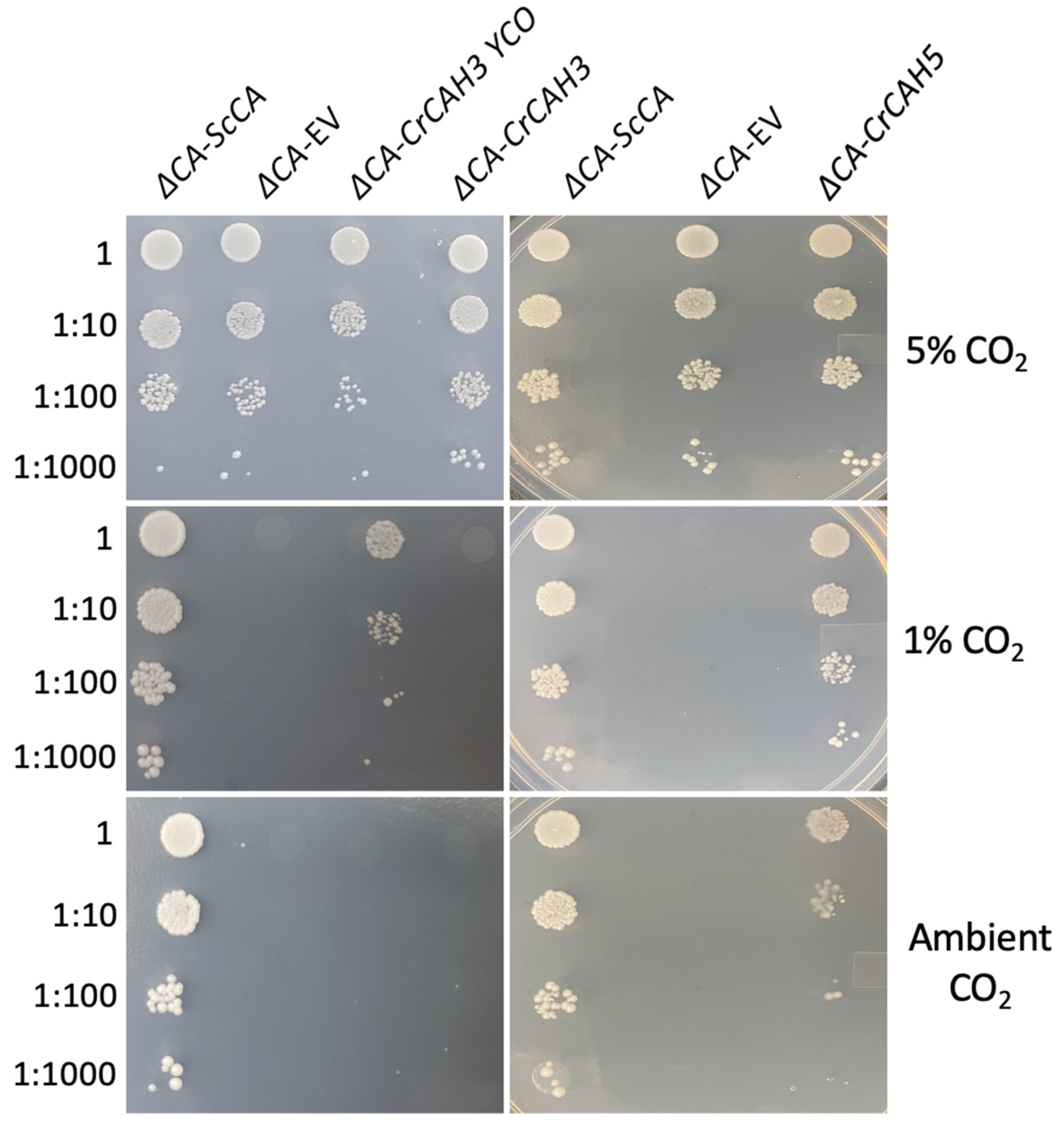 Plants 11 01882 g007 550