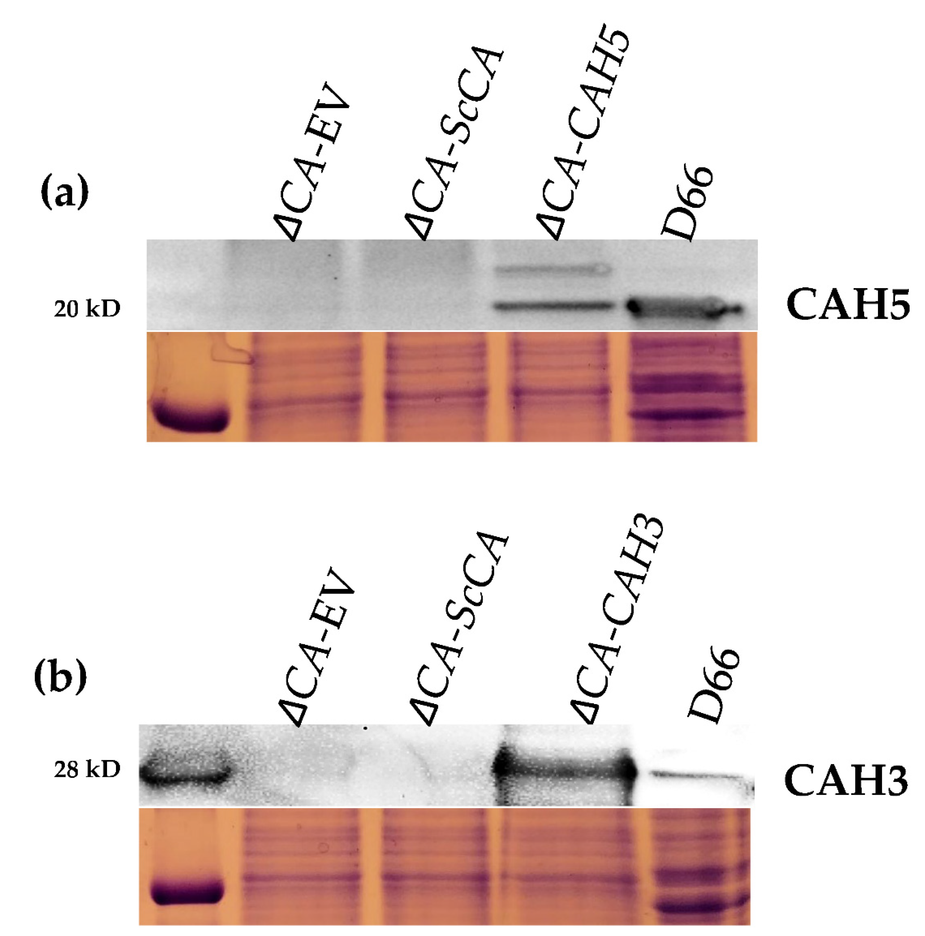 Plants 11 01882 g008 550