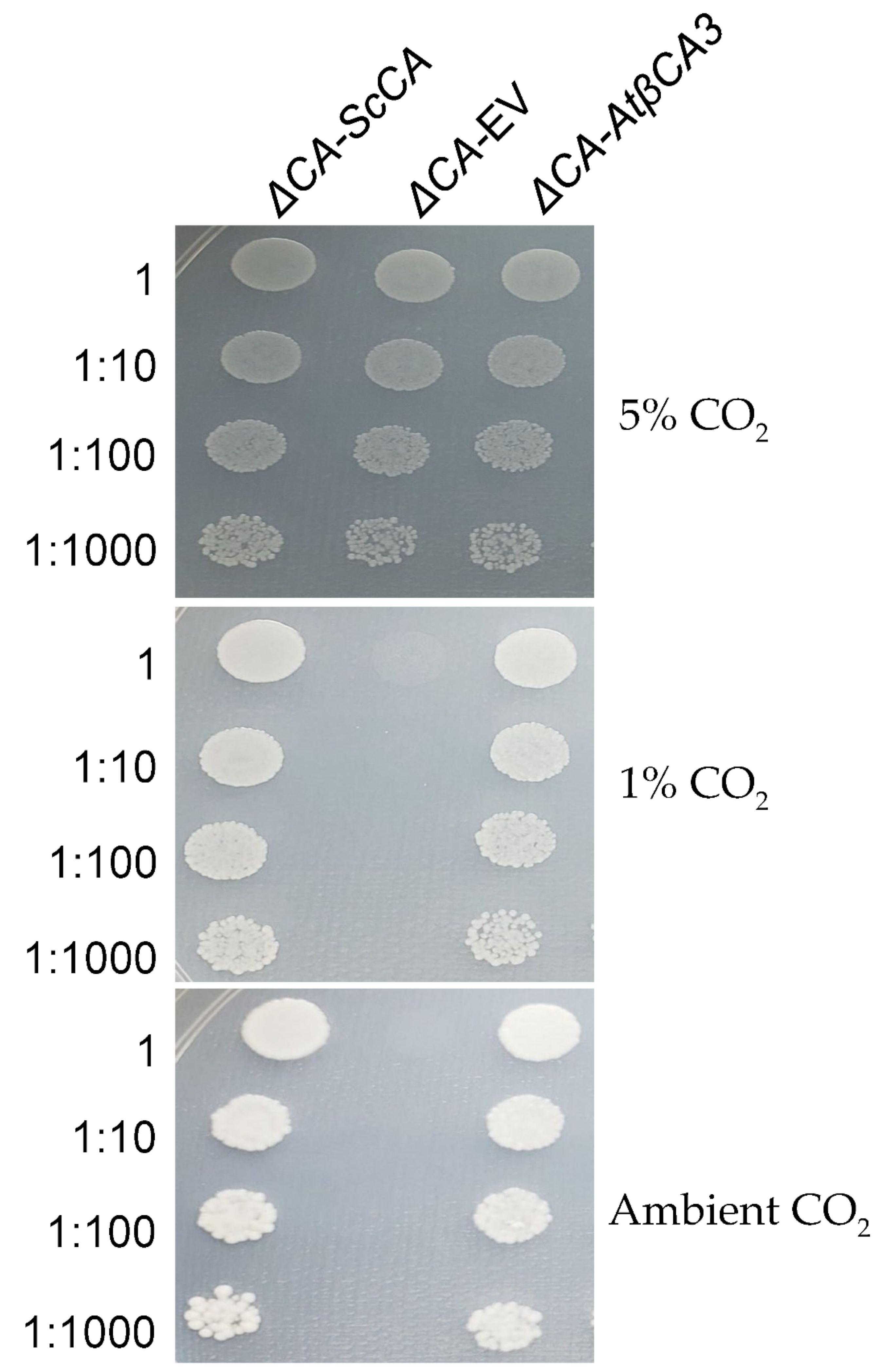 Plants 11 01882 g009 550