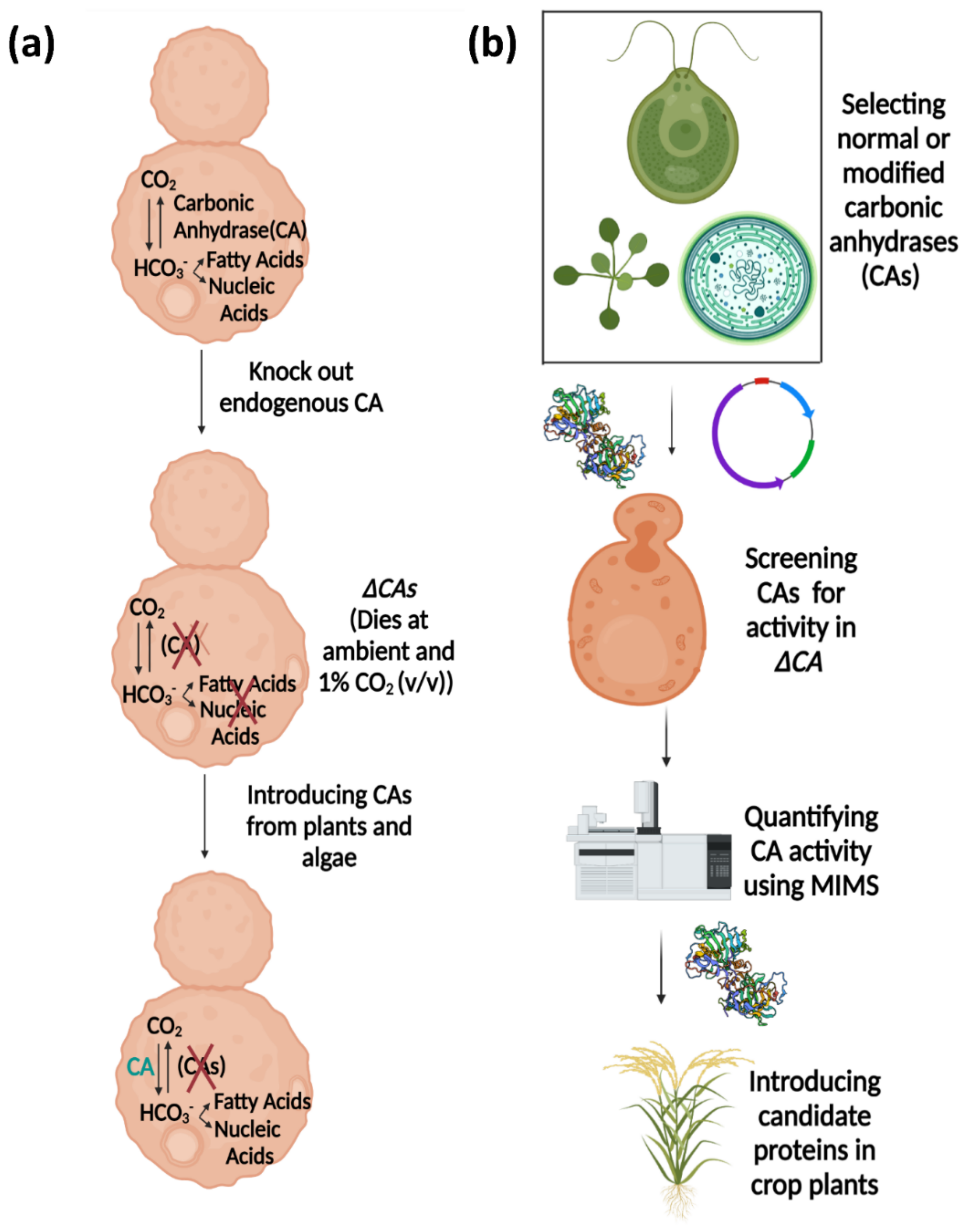 Plants 11 01882 g011 550