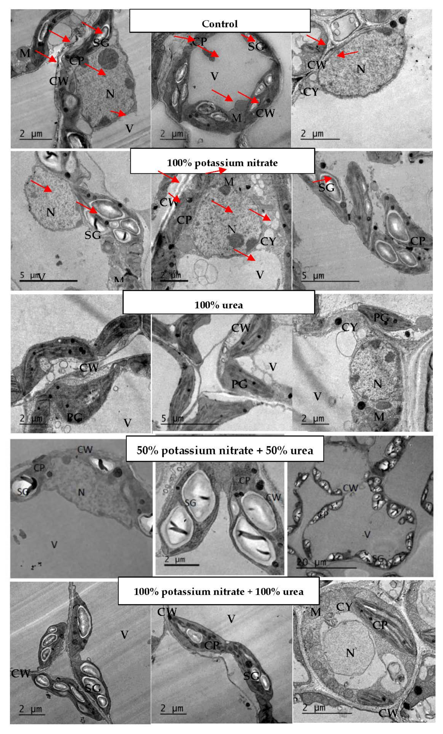 Plants 11 01884 g001 Plants 11 01884 g001