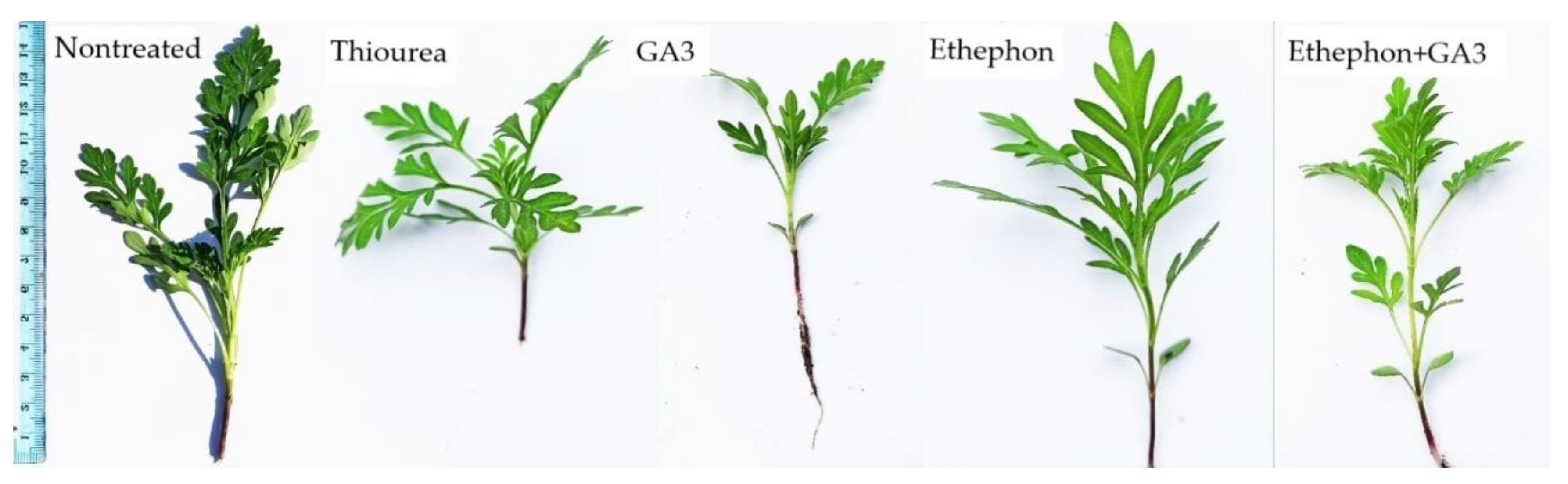 Plants 11 01888 g007