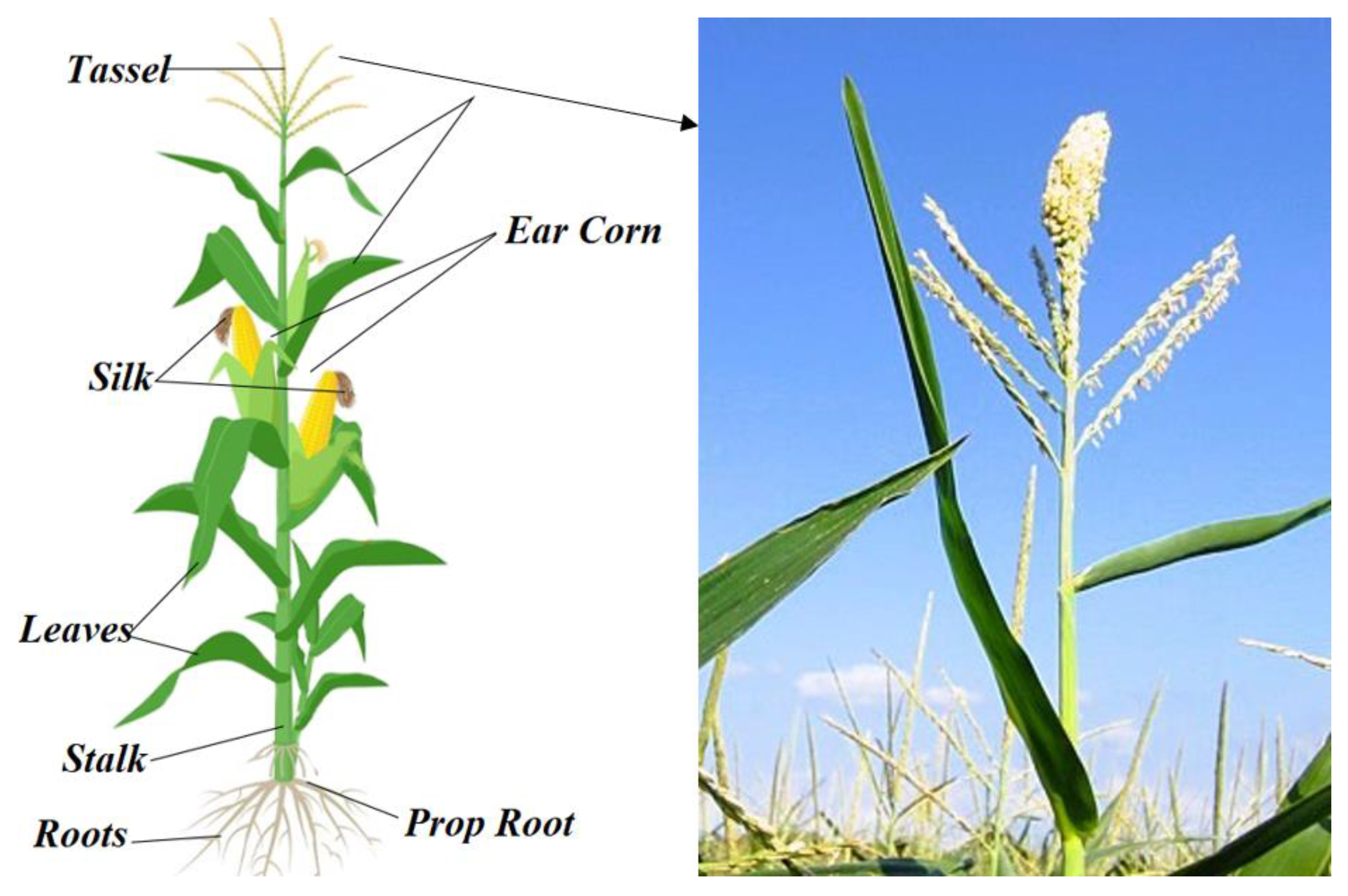 Plants 11 01899 g002 550