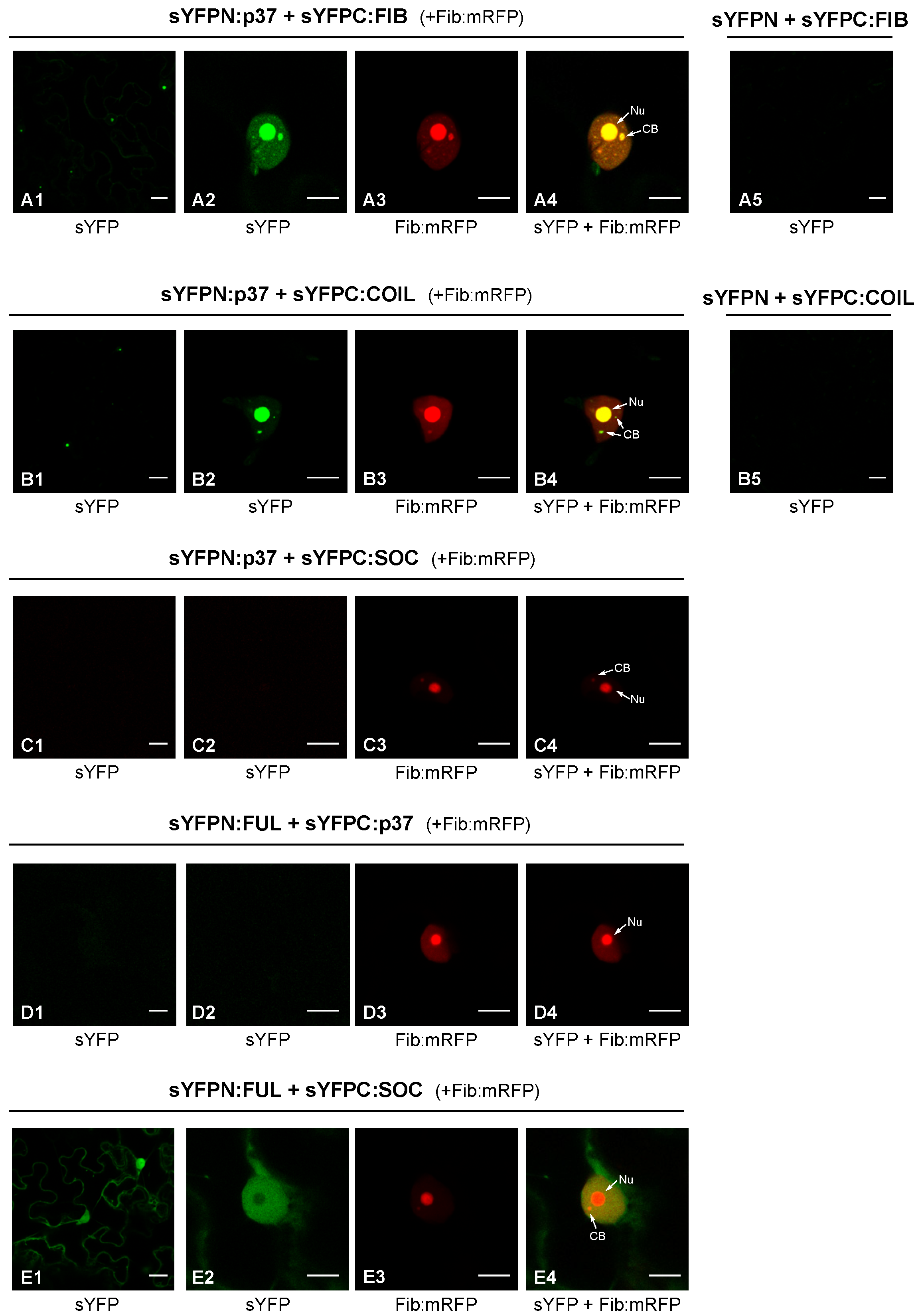Plants 11 01903 g001